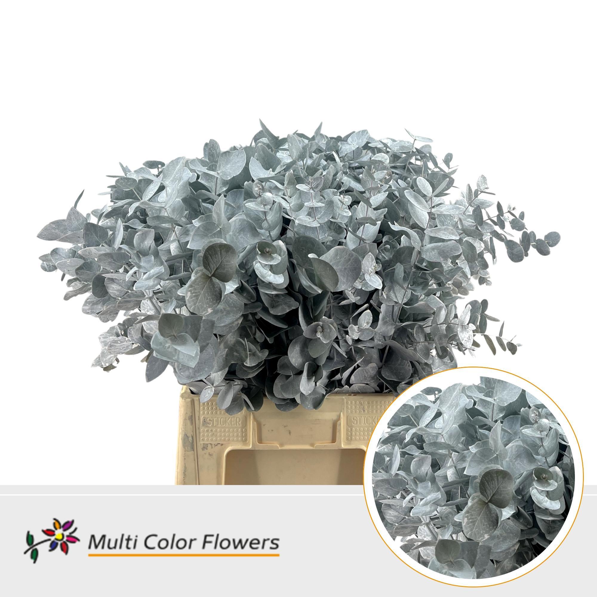 Eucalyptus Cinerea Frost Wit