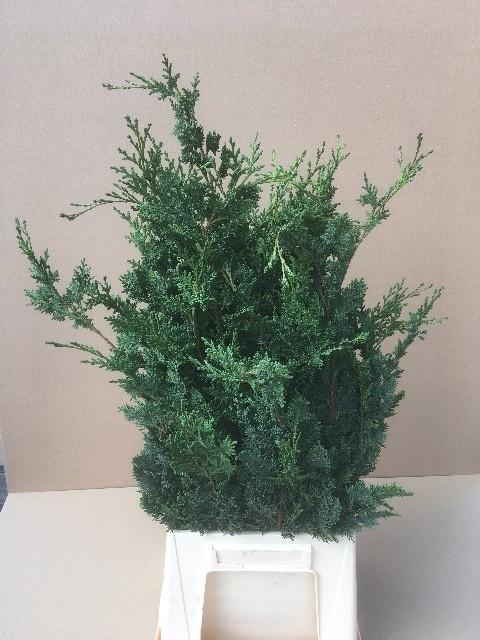 Chamaecyparis Lawsoniana Wisselii Per Bunch 50cm
