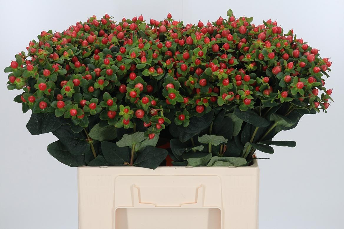 Hypericum Peach