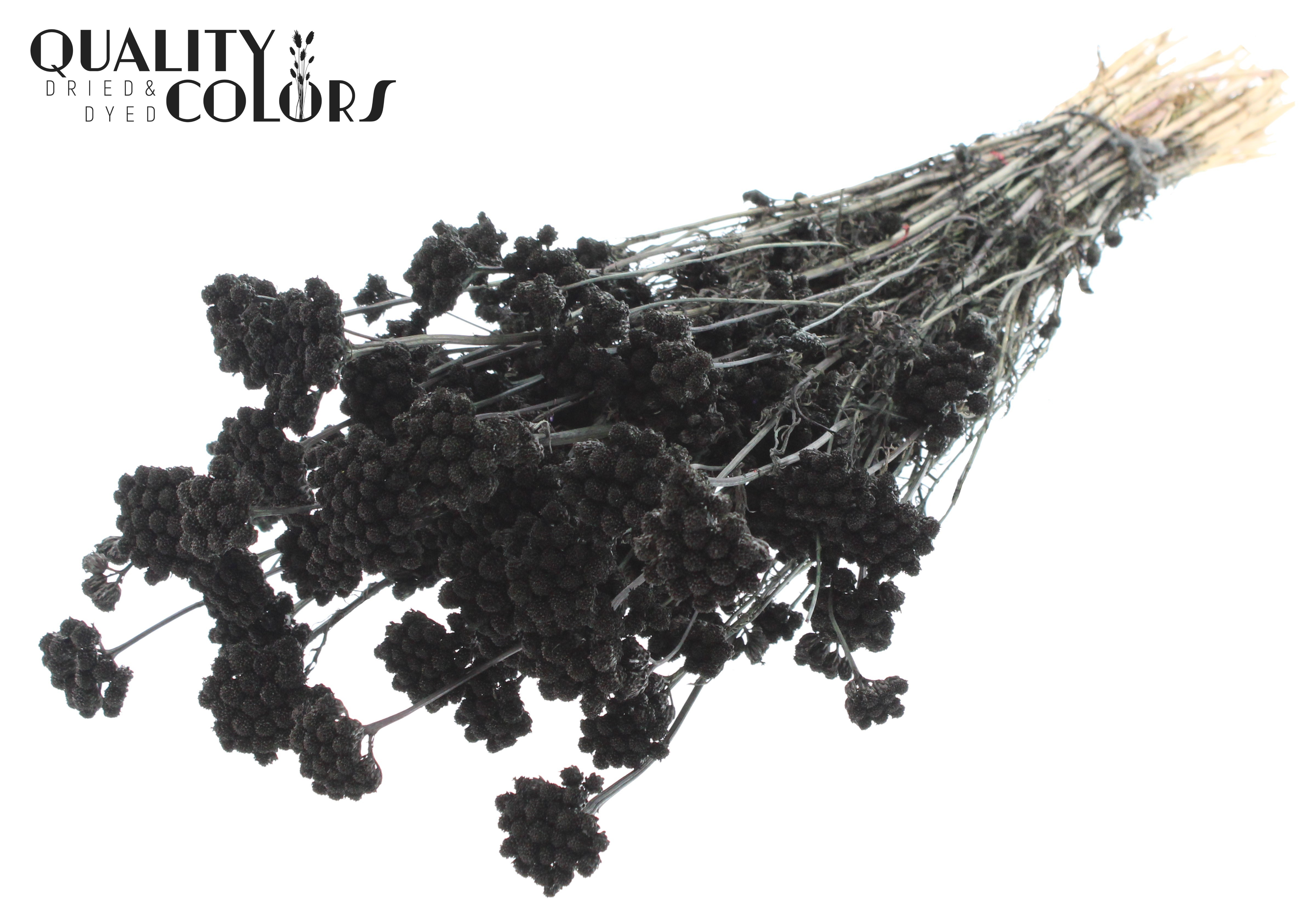 Lona Black Per Bunch 50cm
