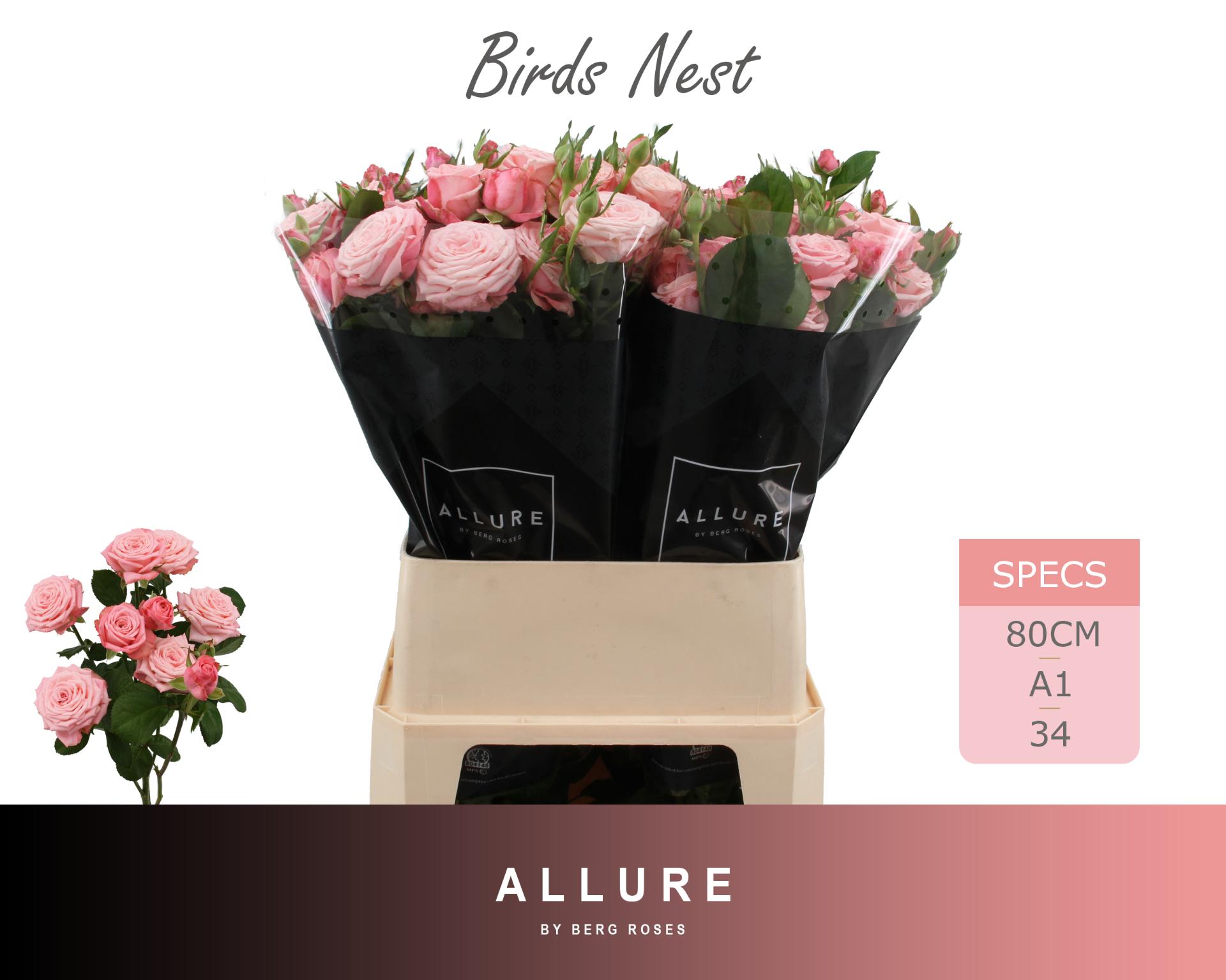 Rosa Spr Birds Nest+ 80cm