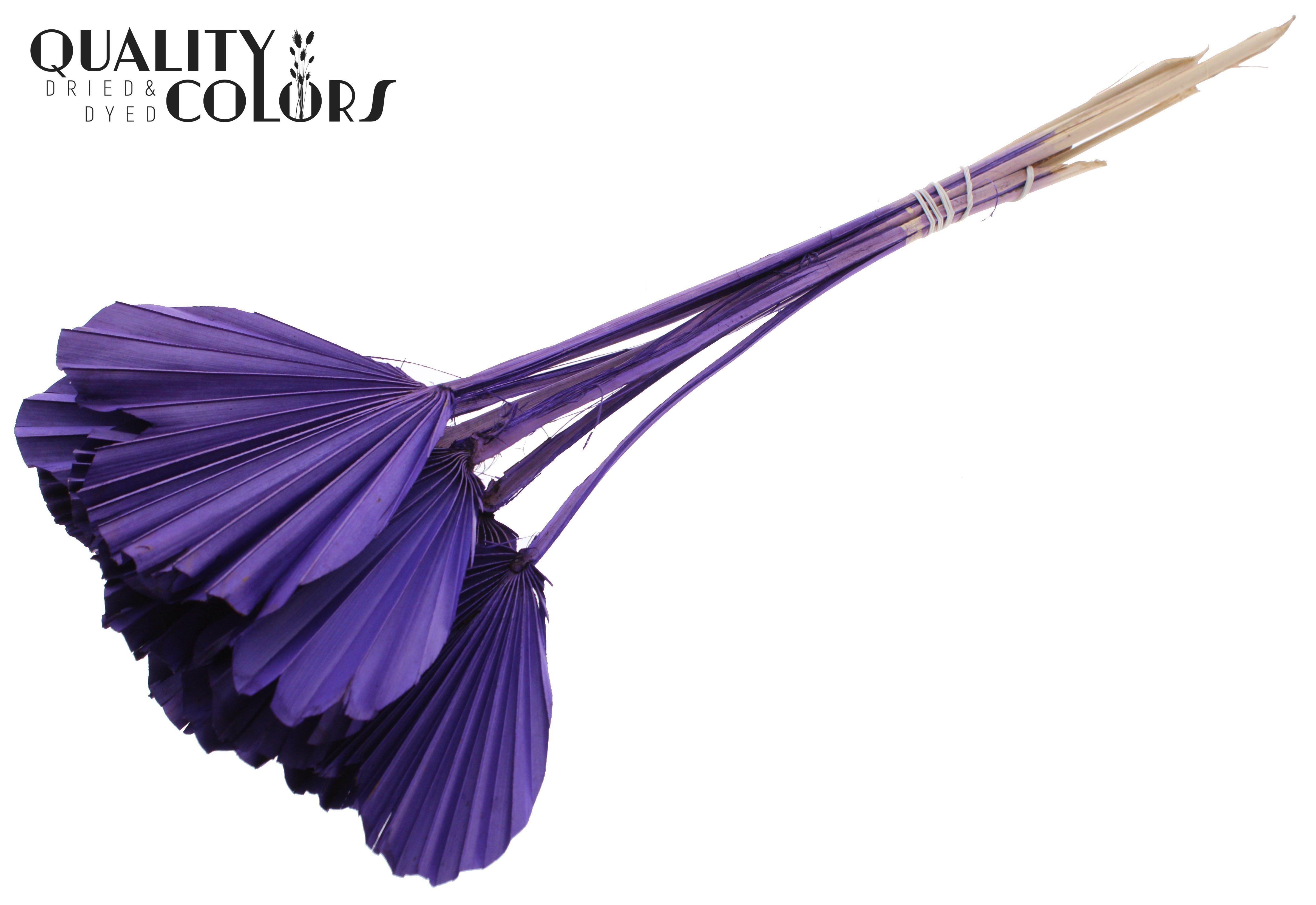 Palm Spear Heart Purple 45cm