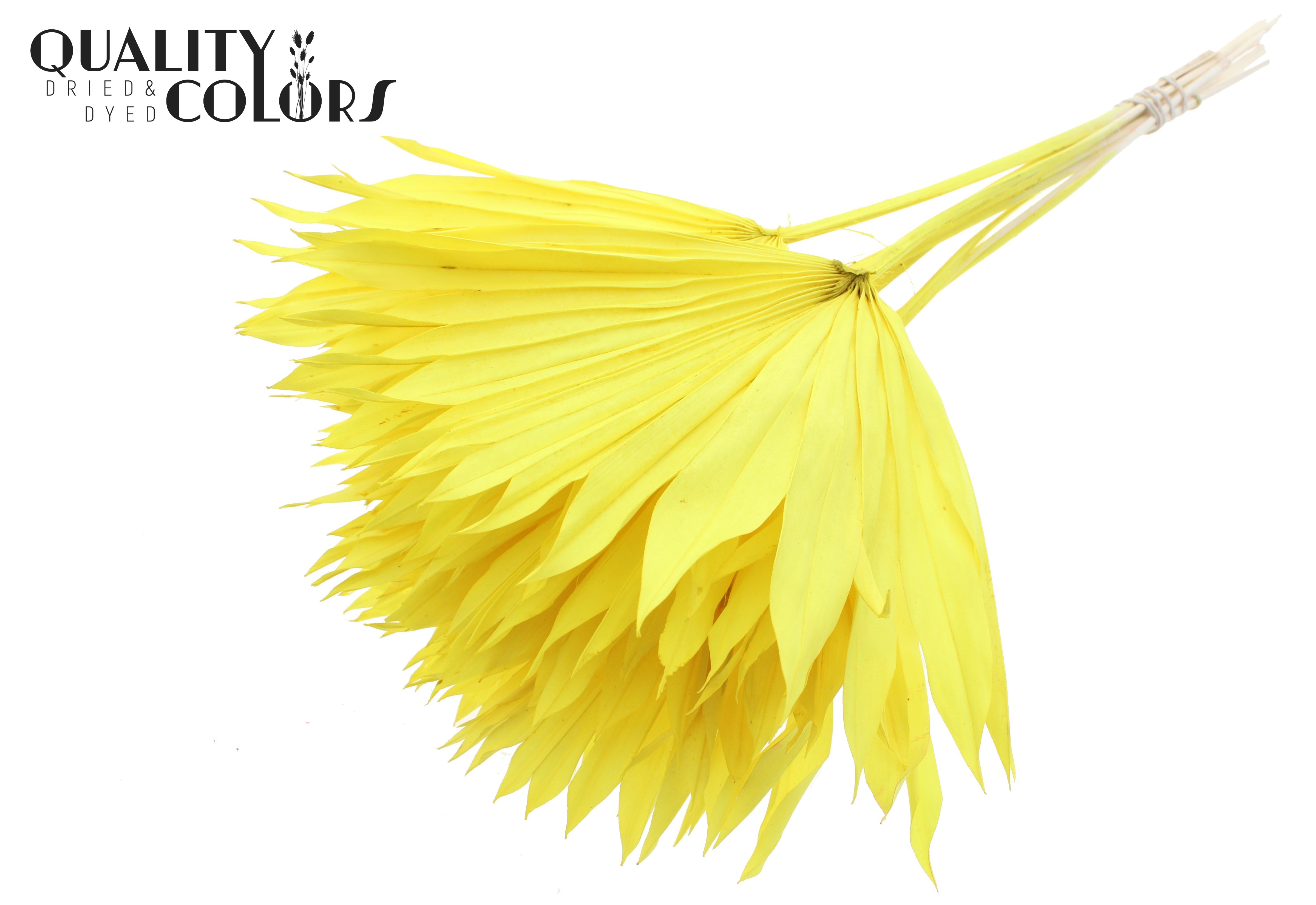 Palm Sun Intense Yellow 50cm
