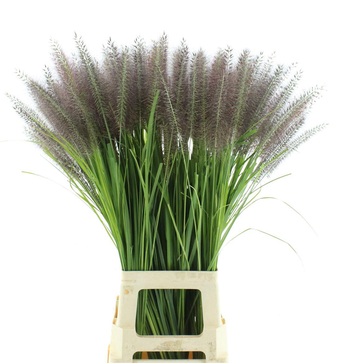 Pennisetum Redhead