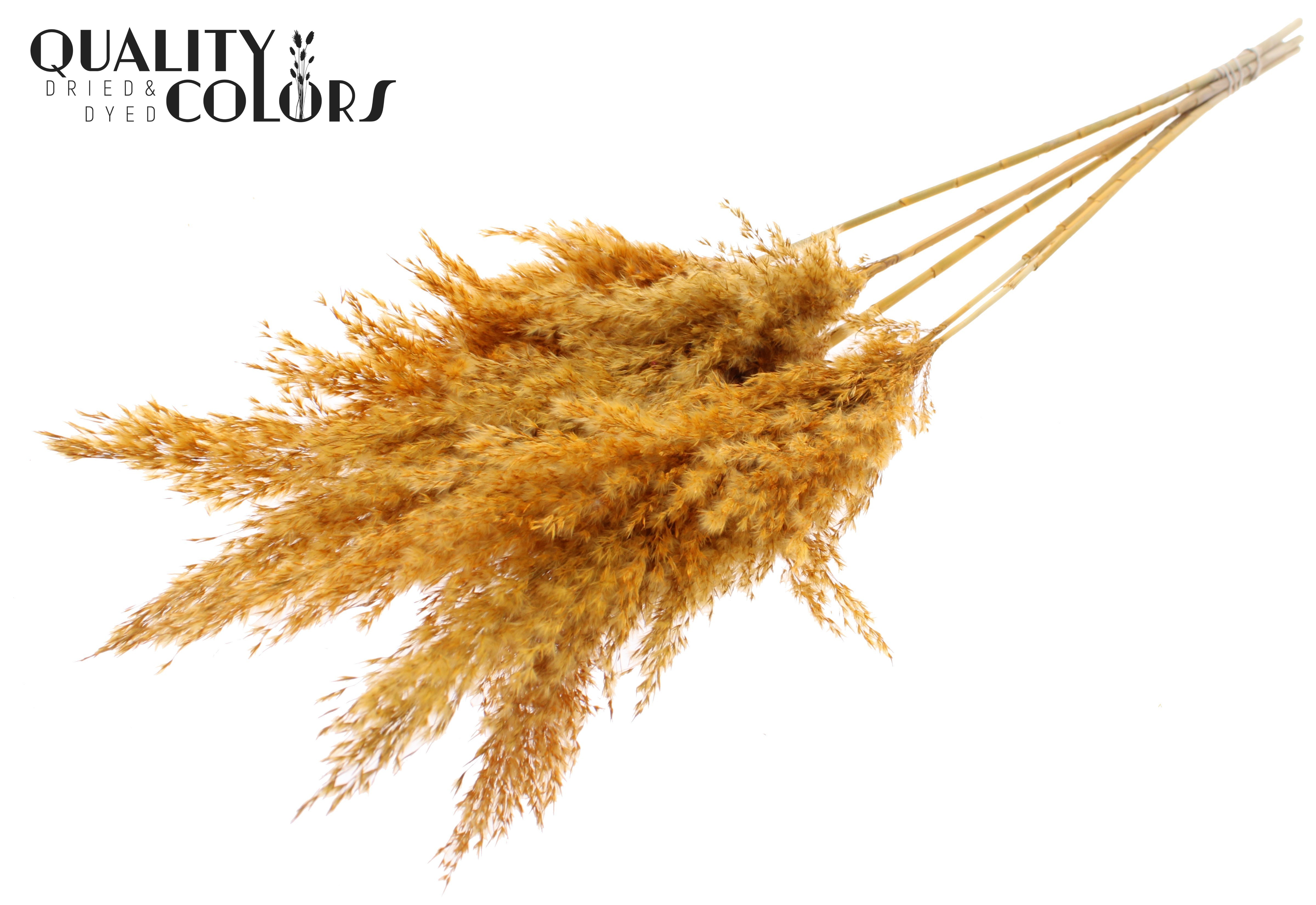 Pampas Grass Apricot Per Bunch 100cm