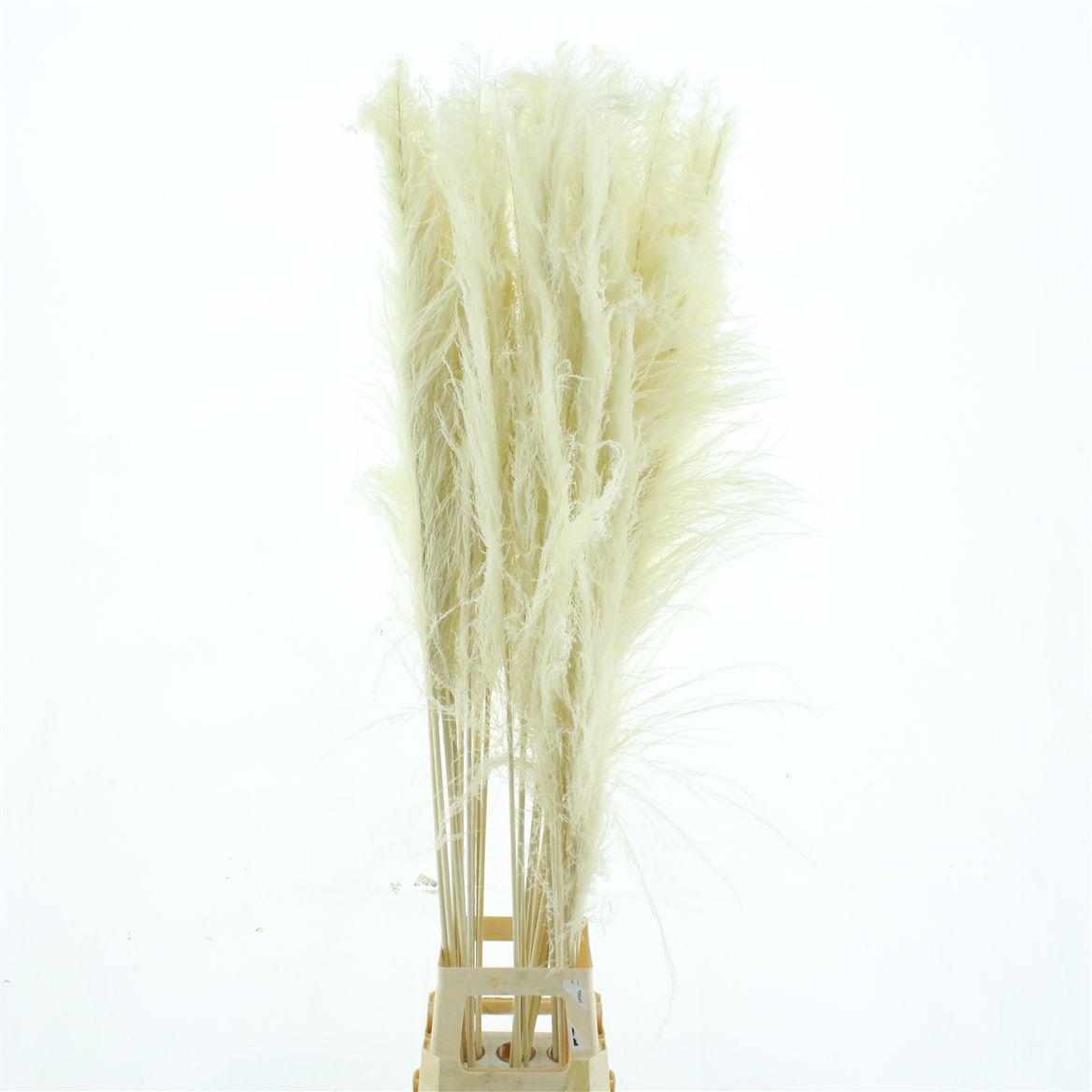 Corta Dried Bleached White