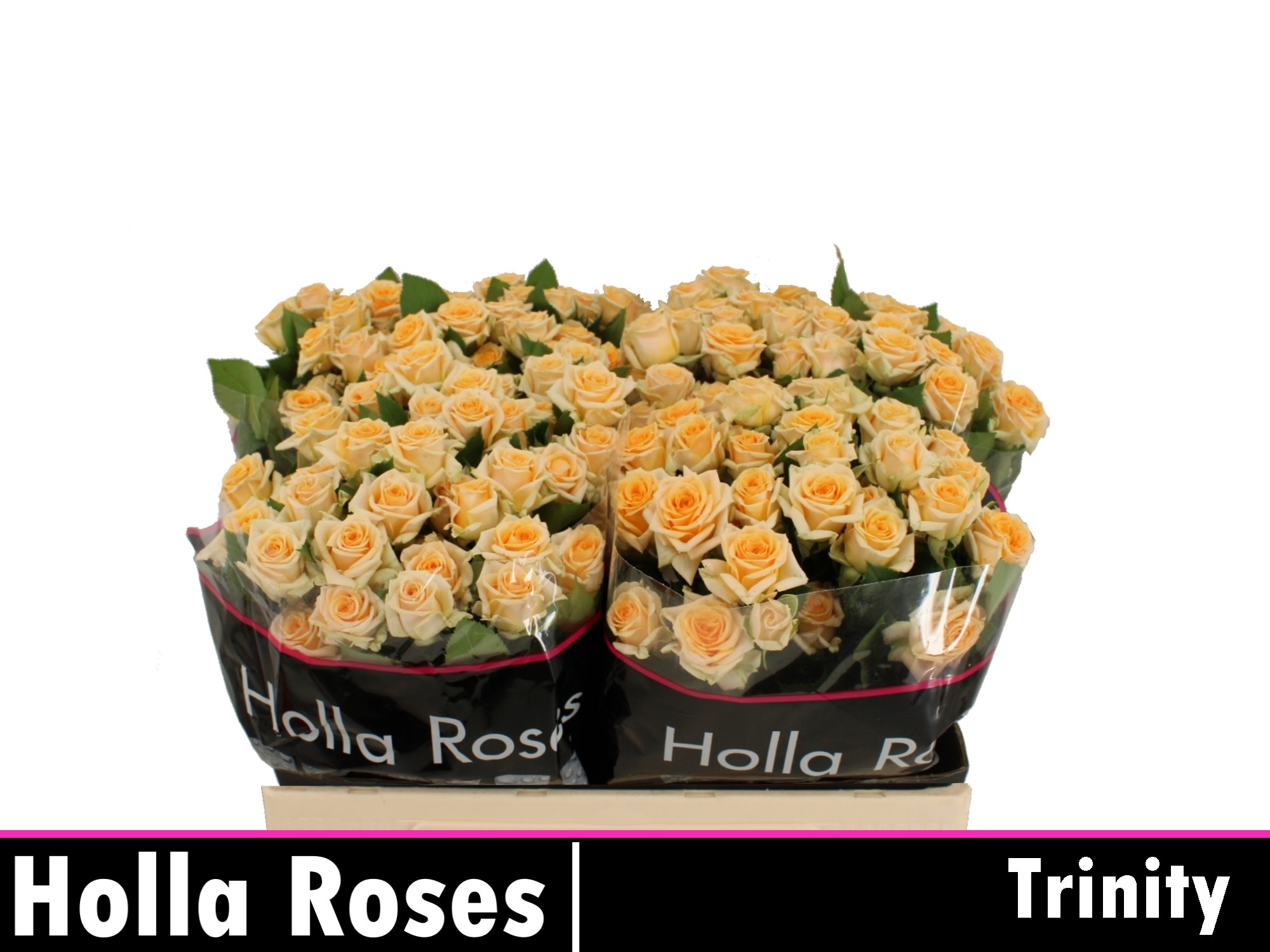 Rosa Spr Trinity 50cm