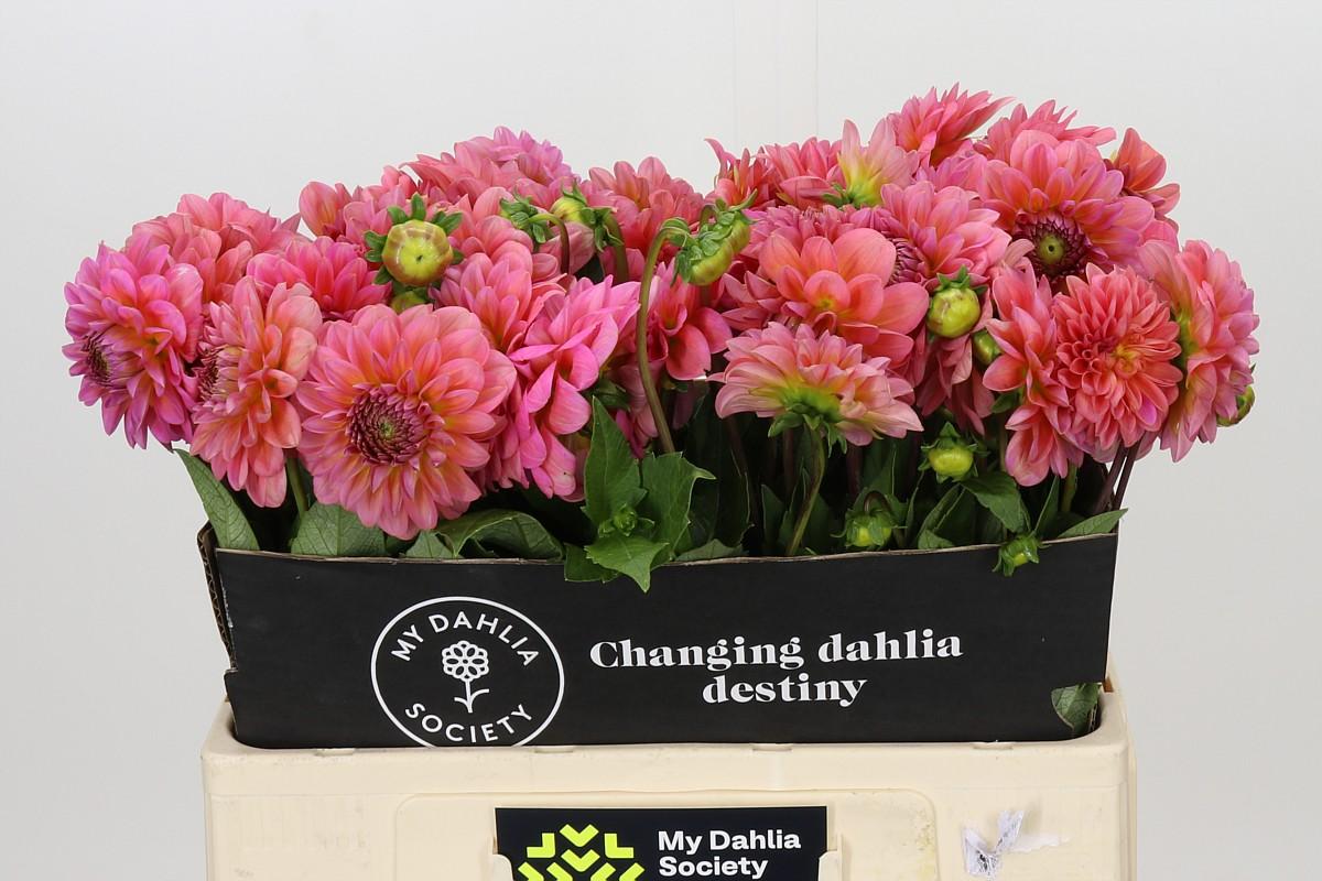 Dahlia Pink Runner