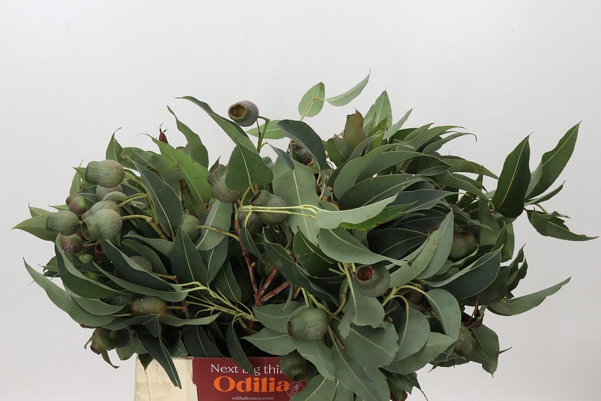 Kaaps Groen Euc. Bell Gum