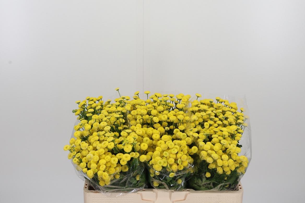 Tanacetum Pa Amazone