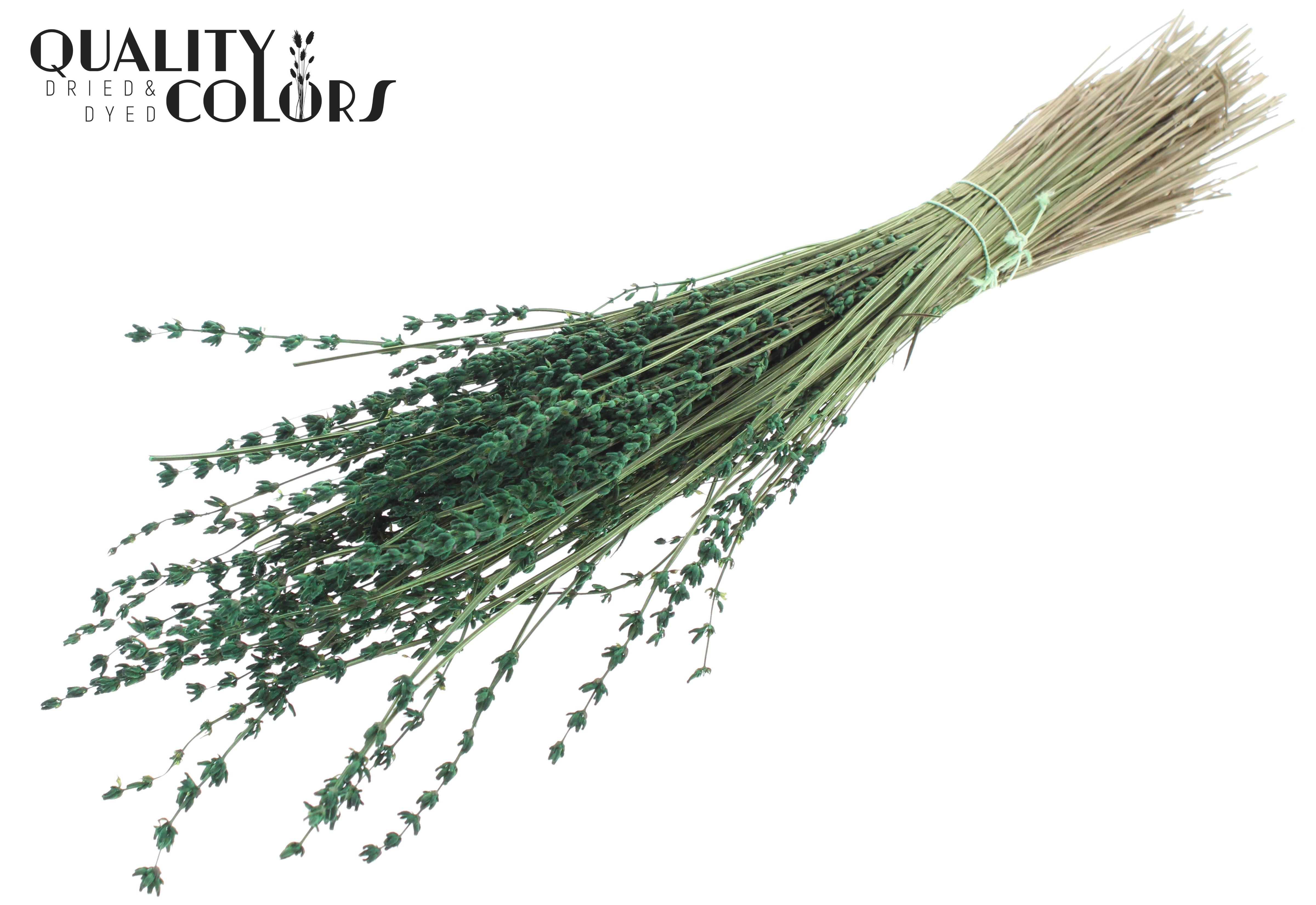 Lavandula Green Per Bunch 50cm
