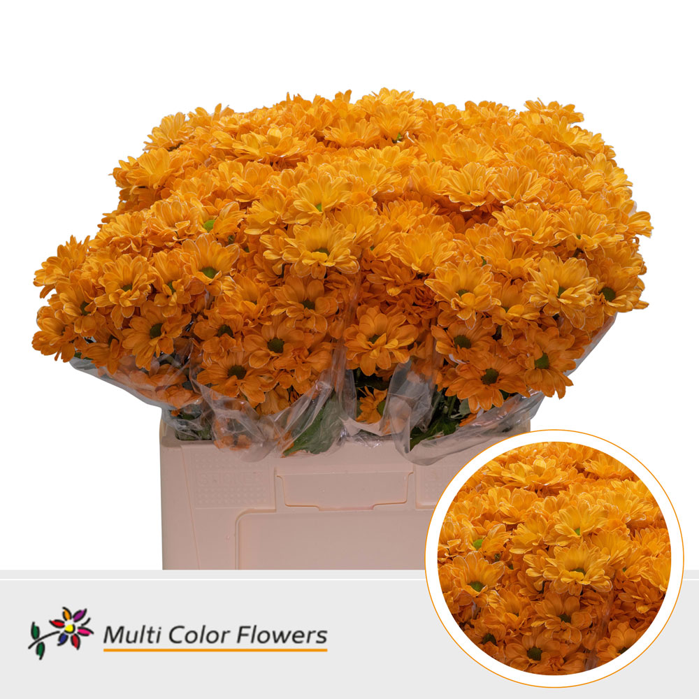 Chrysanth Spray Painted Bacardi Orange 60cm