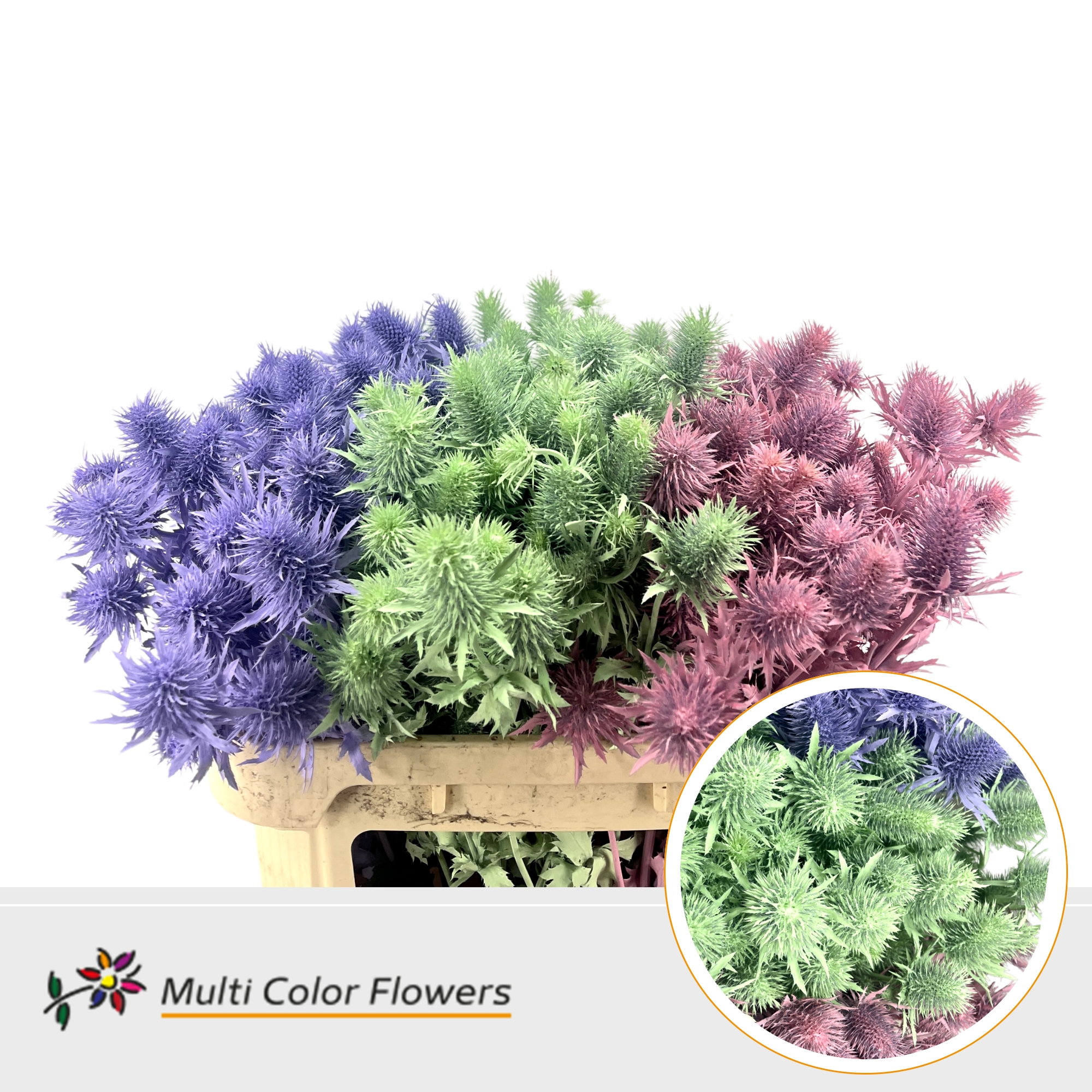 Eryngium Pastel Mix
