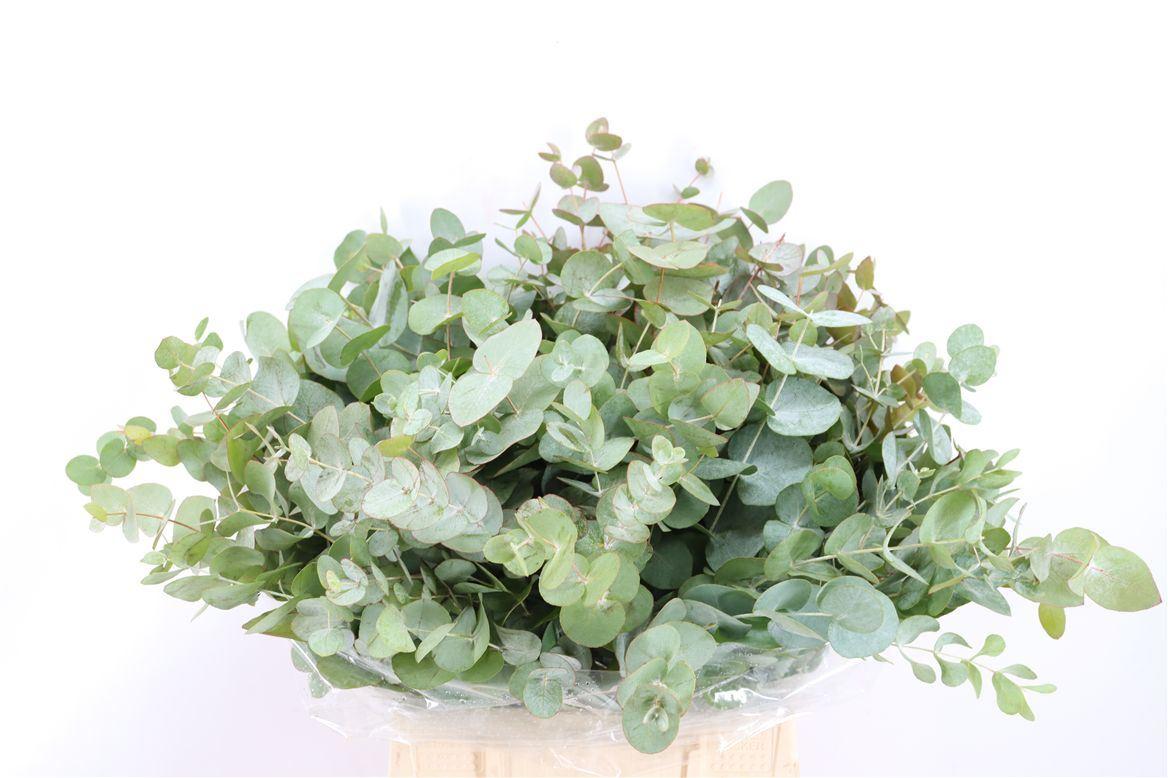 Euca Cinerea Short 150gr P Bunch