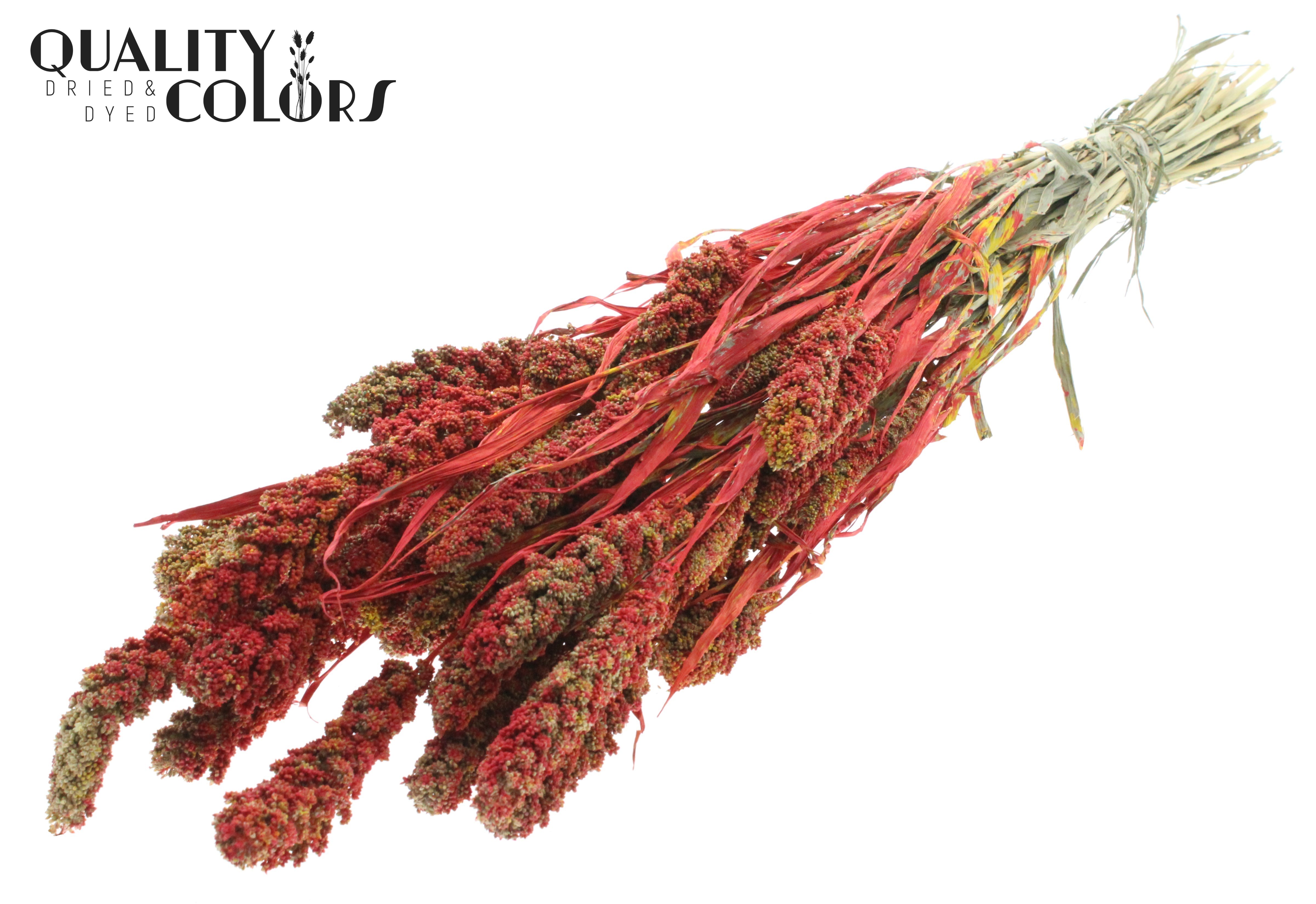 Panicum Multicolour Red Per Bunch 60cm