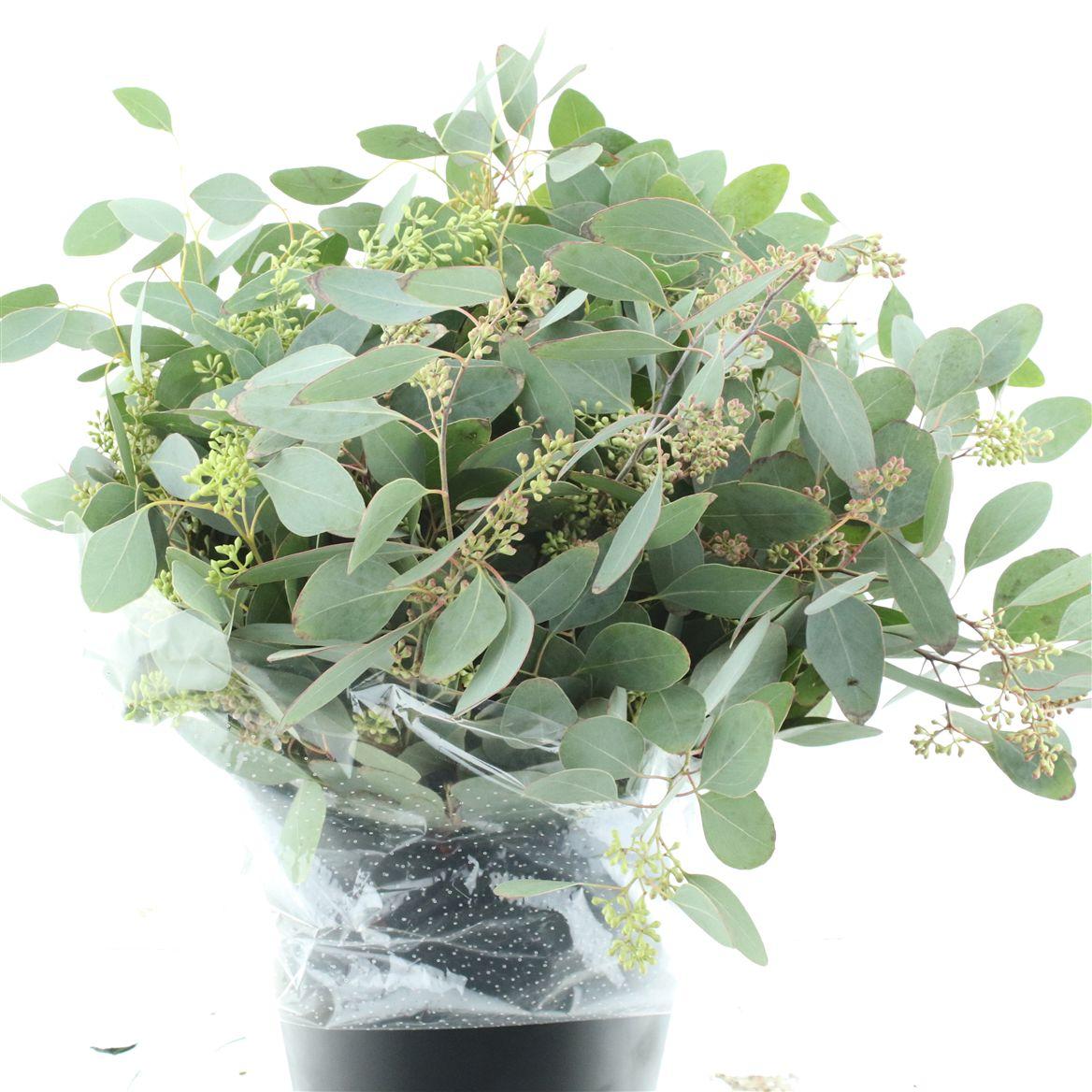 Euca Populus Berries 300grams Super 70cm