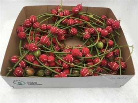 Sier Cuc Diplocyclos Red P Box