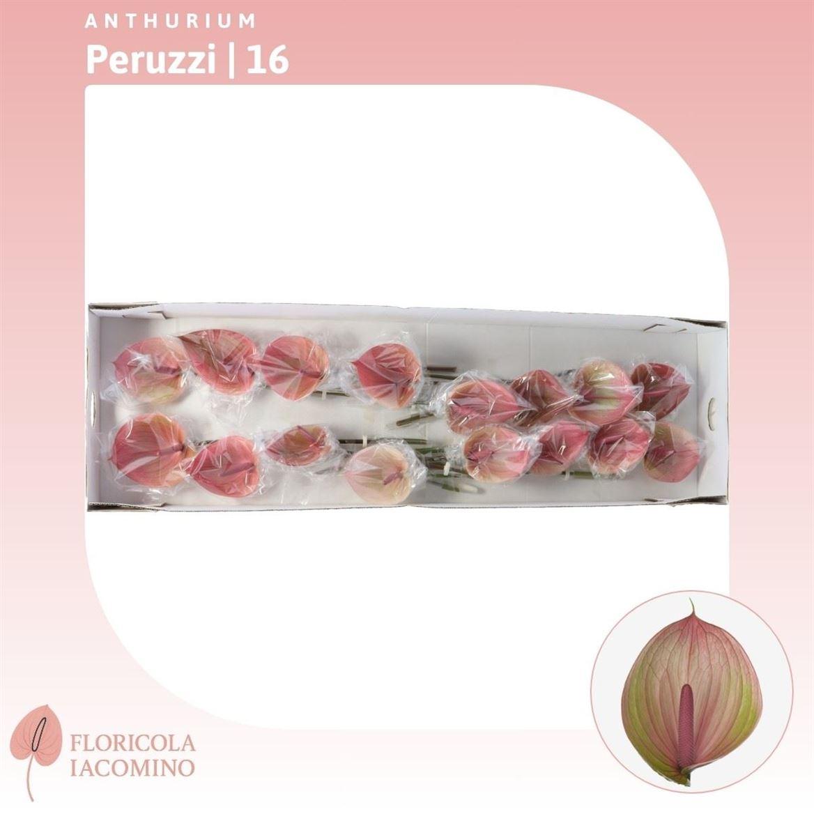 Anthurium Peruzzi