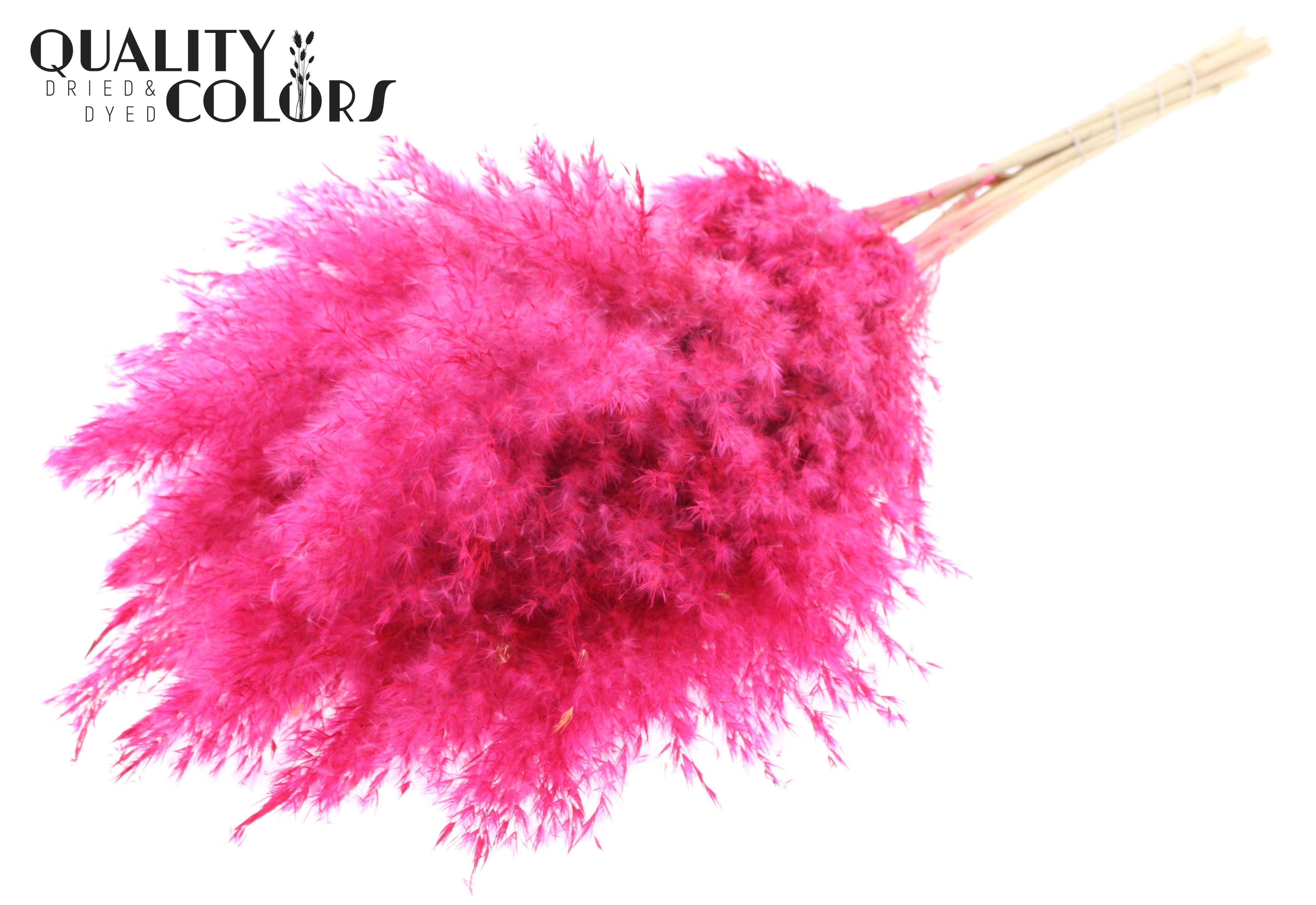 Pampas Grass Cerise Per Bunch 70cm