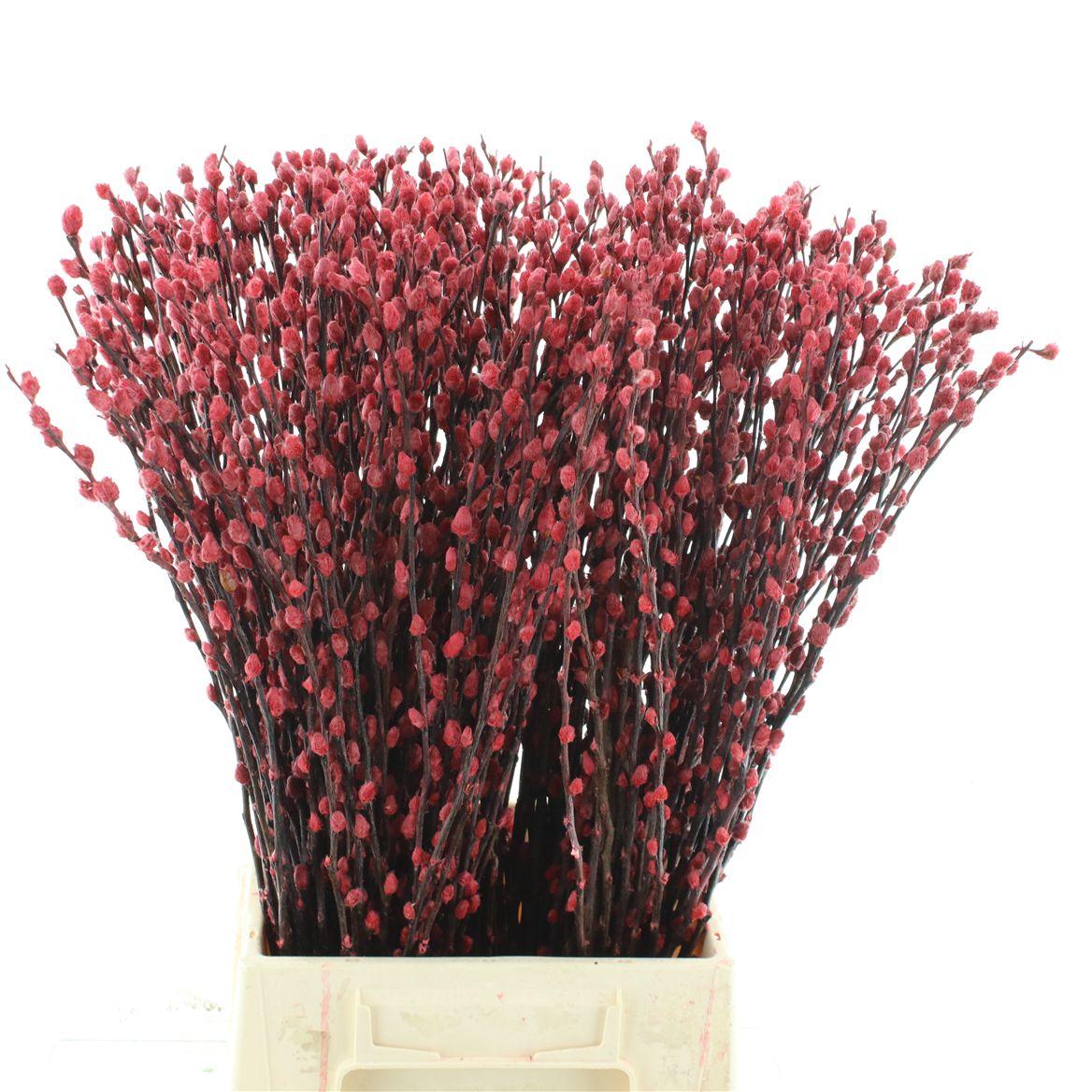 Salix Snow Flake Klb Rood
