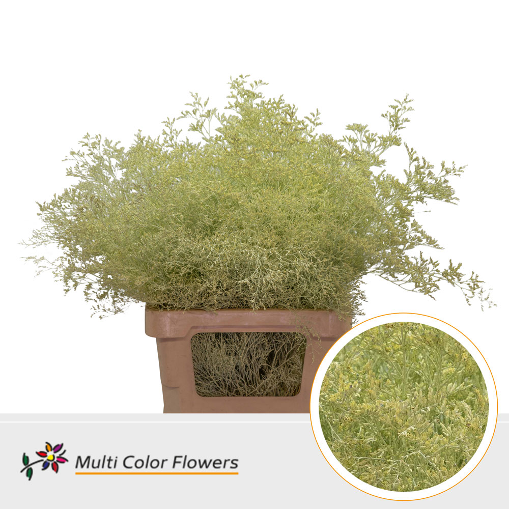 Limonium Beltlaard Creme
