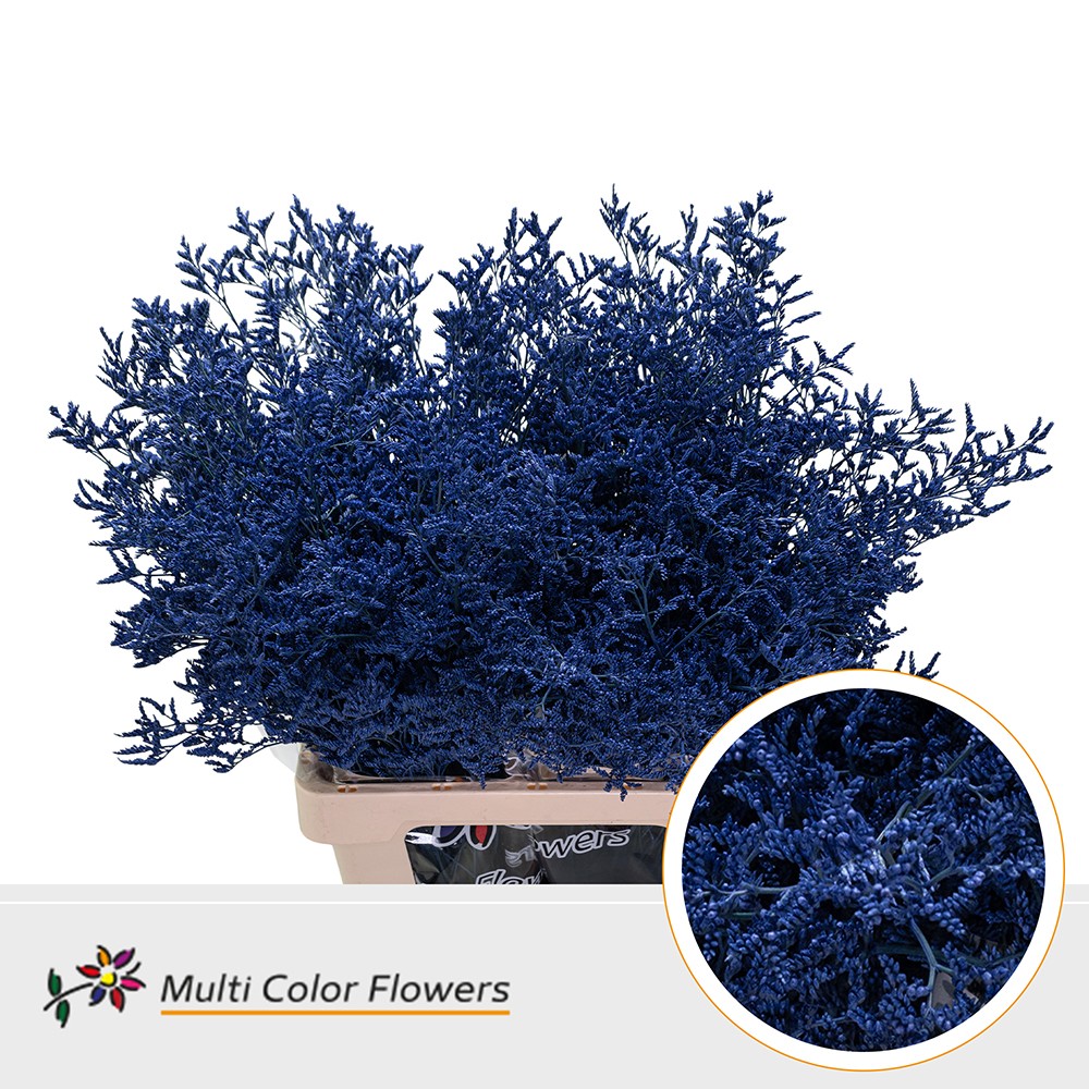 Limonium Violet Donker