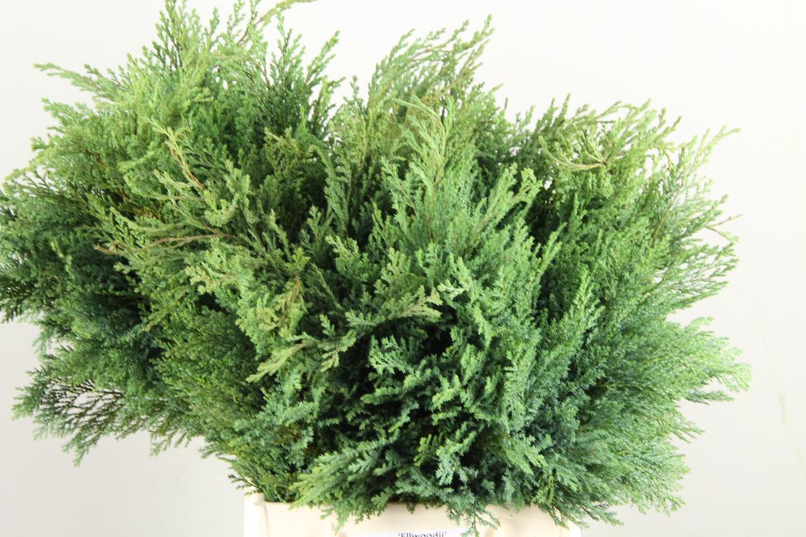 Coniferen Green 50cm
