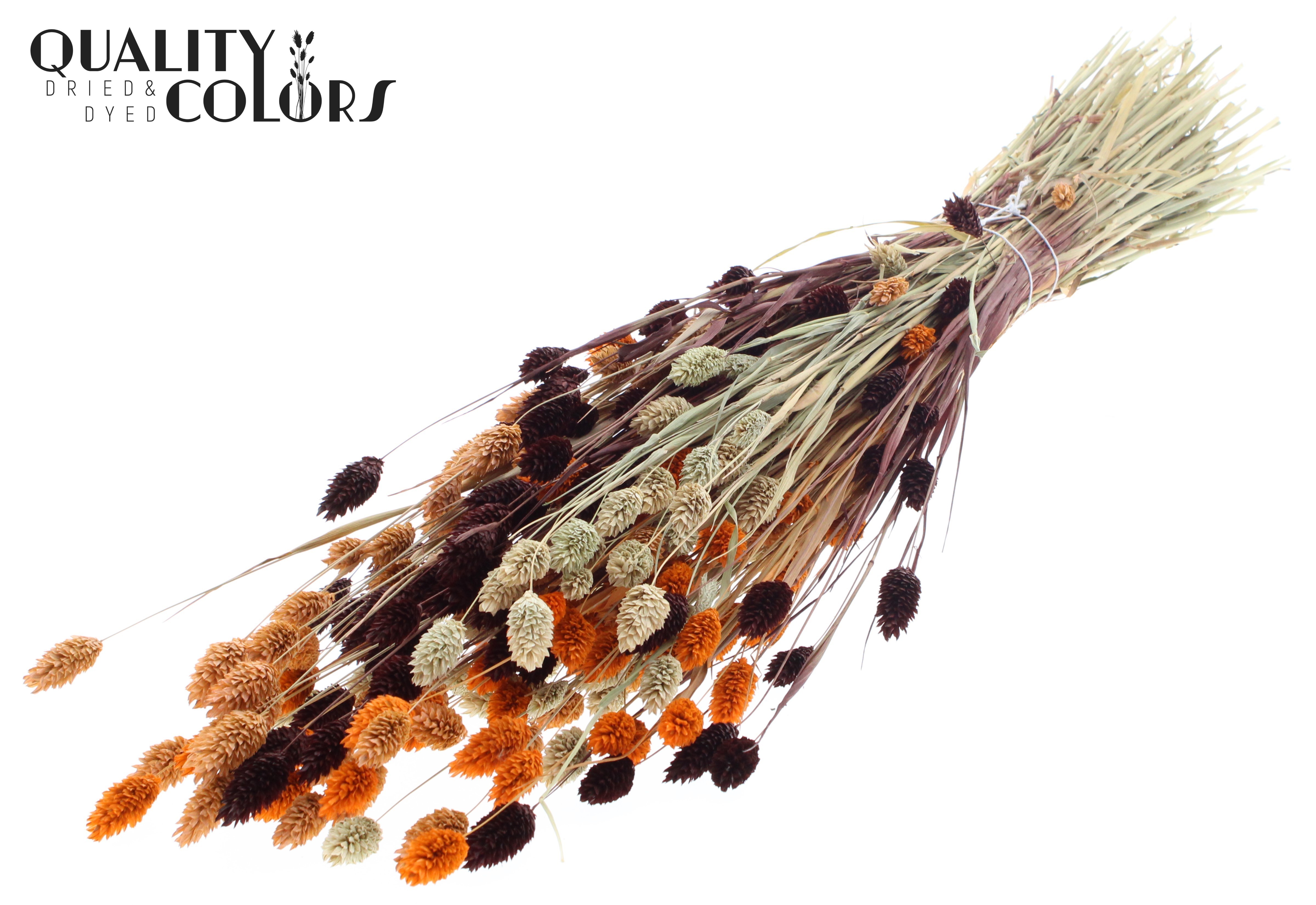 Phalaris Colourful 3 Per Bunch 60cm 220gr.