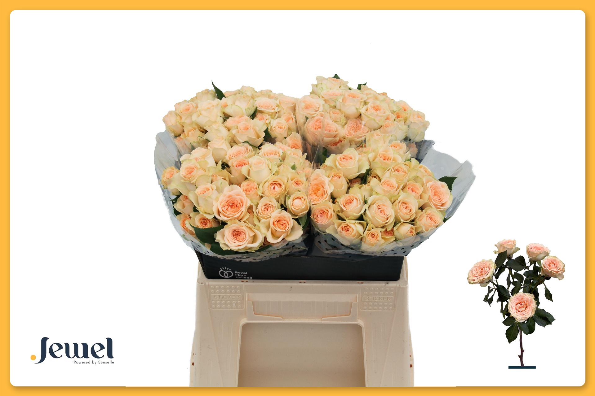 Rosa Spr Sancerre 40cm
