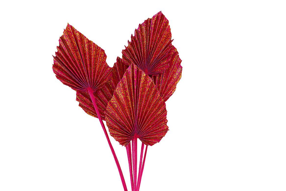 Dried Artz Palm Spear 10pc Dali Bunch