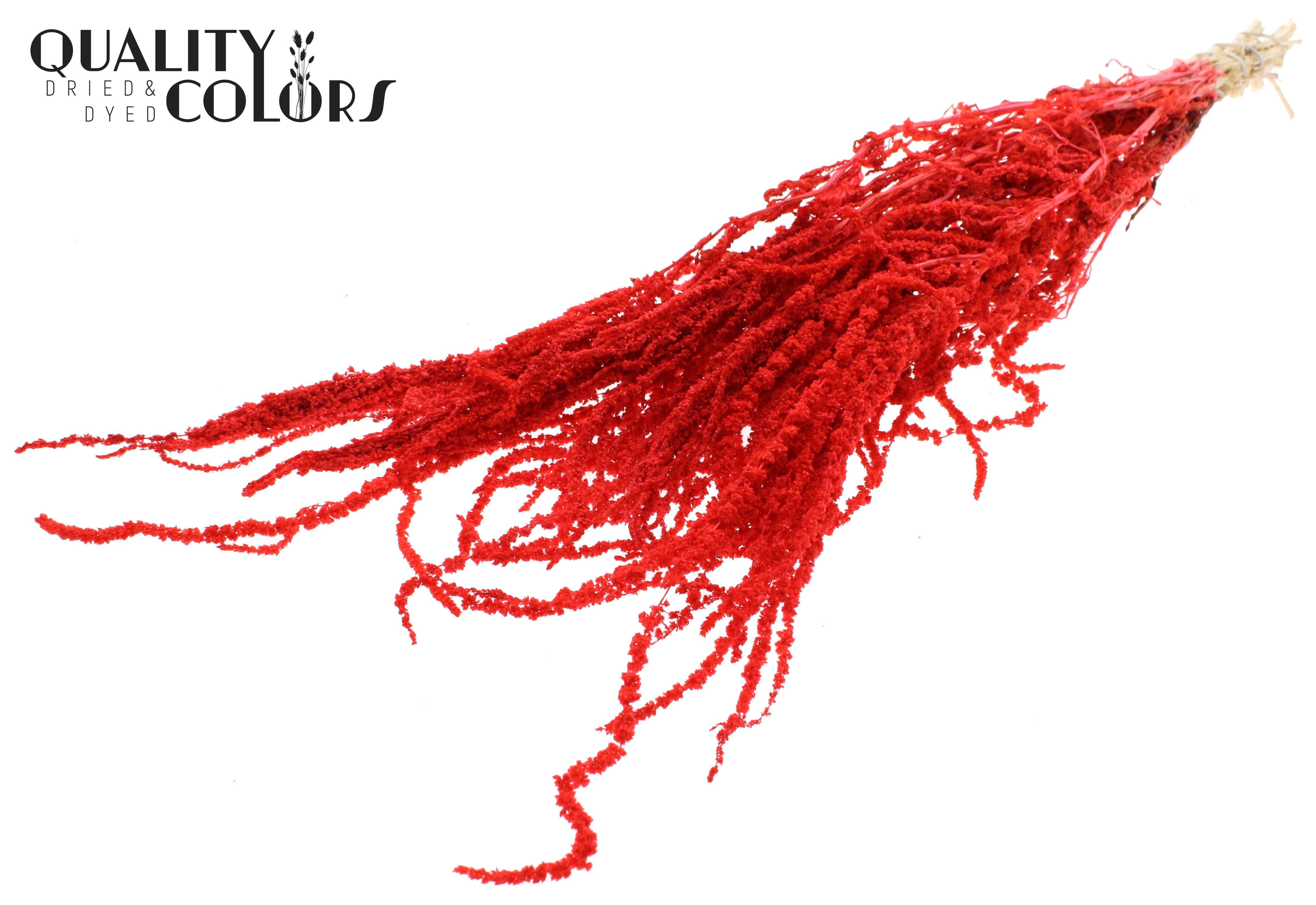 Amaranthus Caudatus Intense Coral Per Bunch 80cm