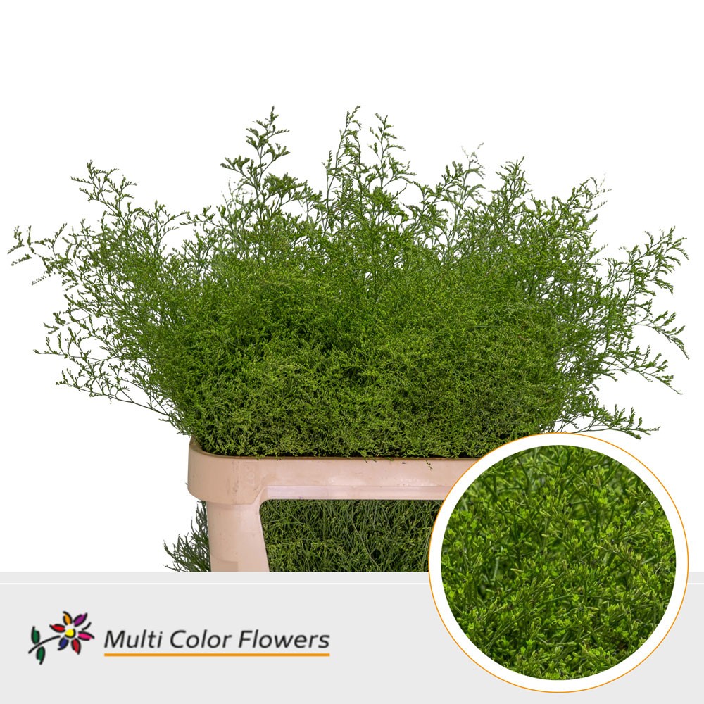 Limonium Beltlaard Groen Appel