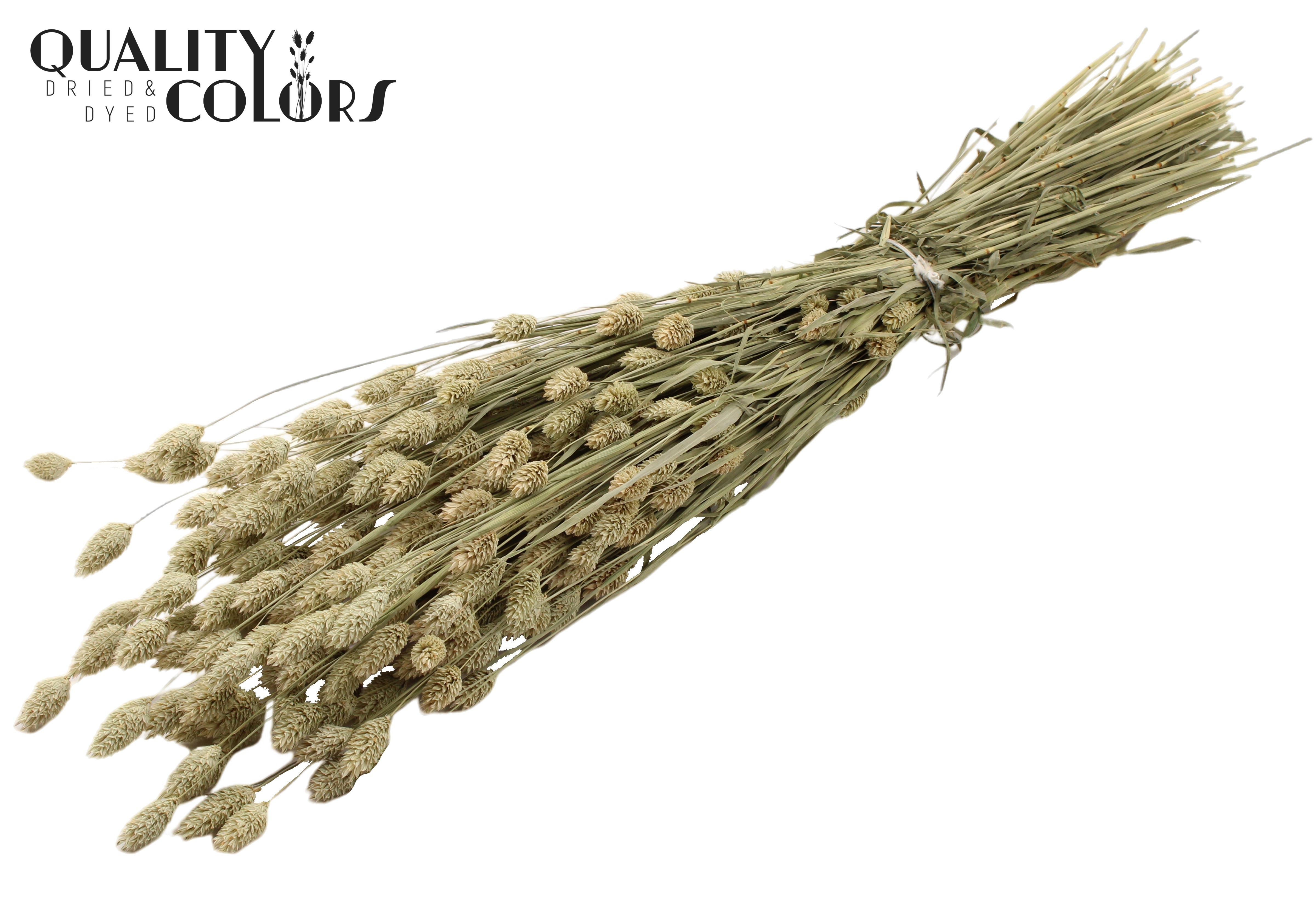 Phalaris Natural Per Bunch 60cm 220gr.