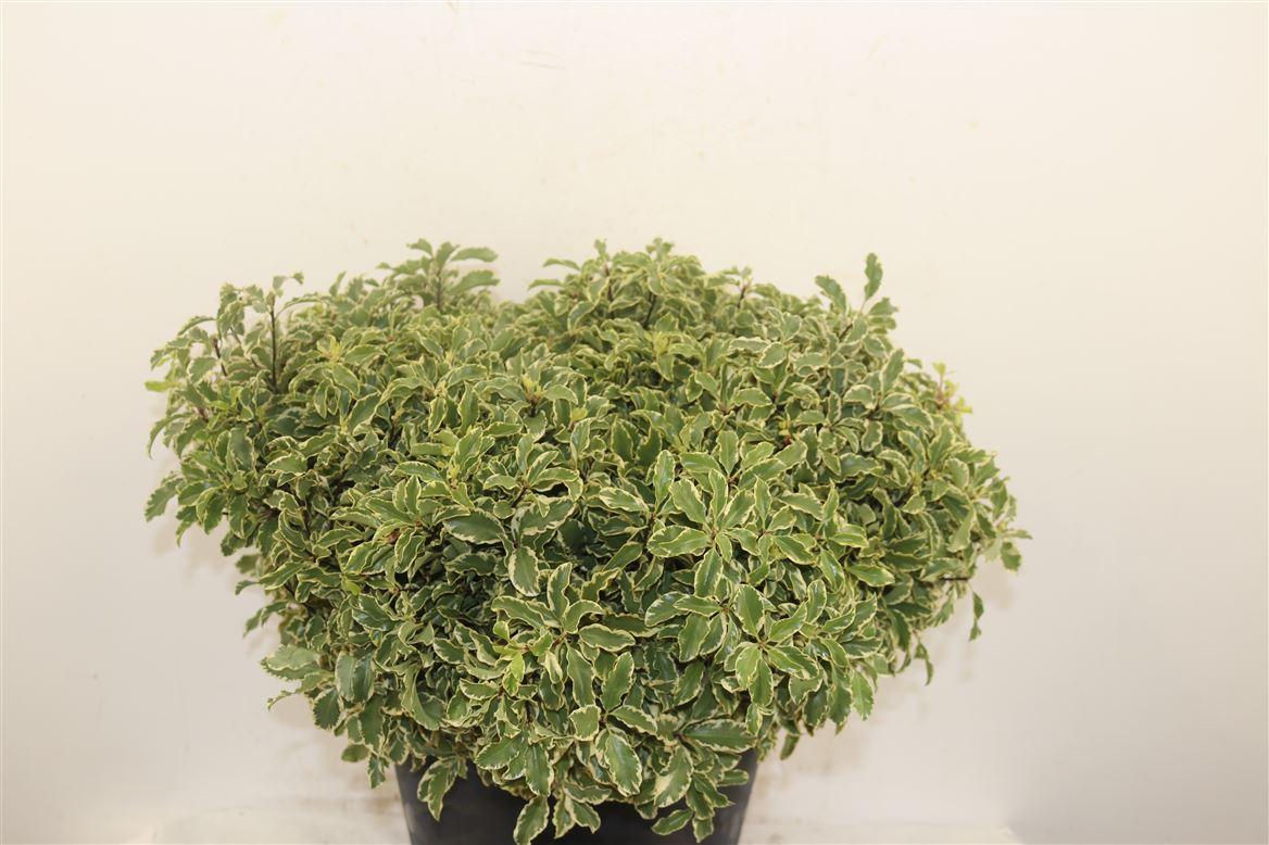 Pitto Nigra 40-45 Cm Per Tak