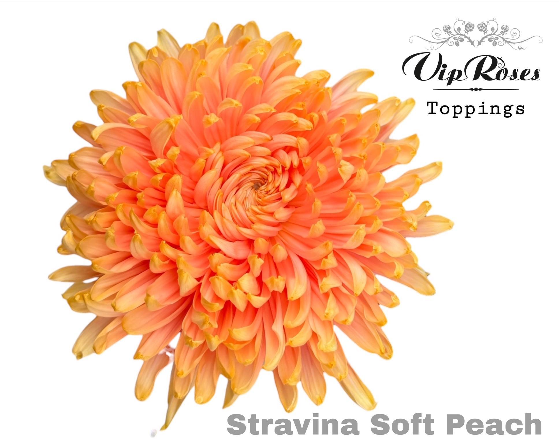 Chr G Stravina Soft Peach 65 cm