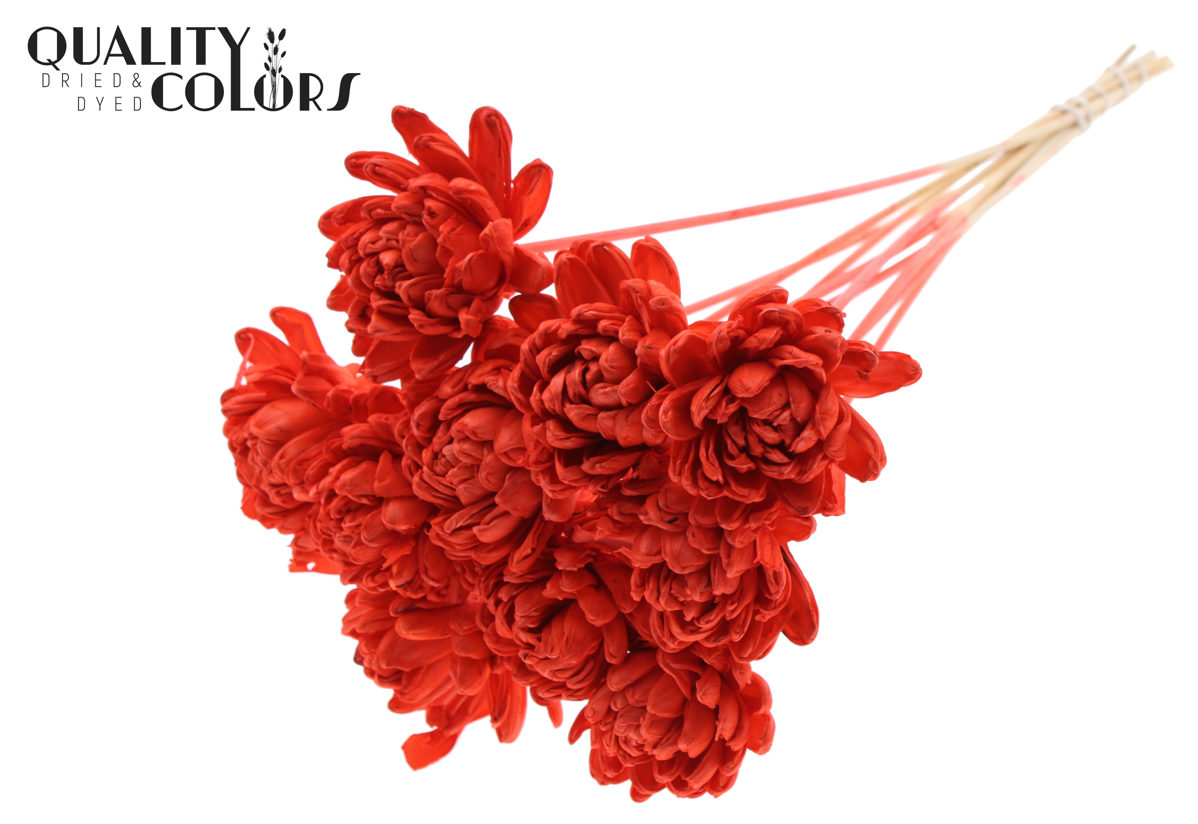 Shola Beauty Rose Coral 50cm