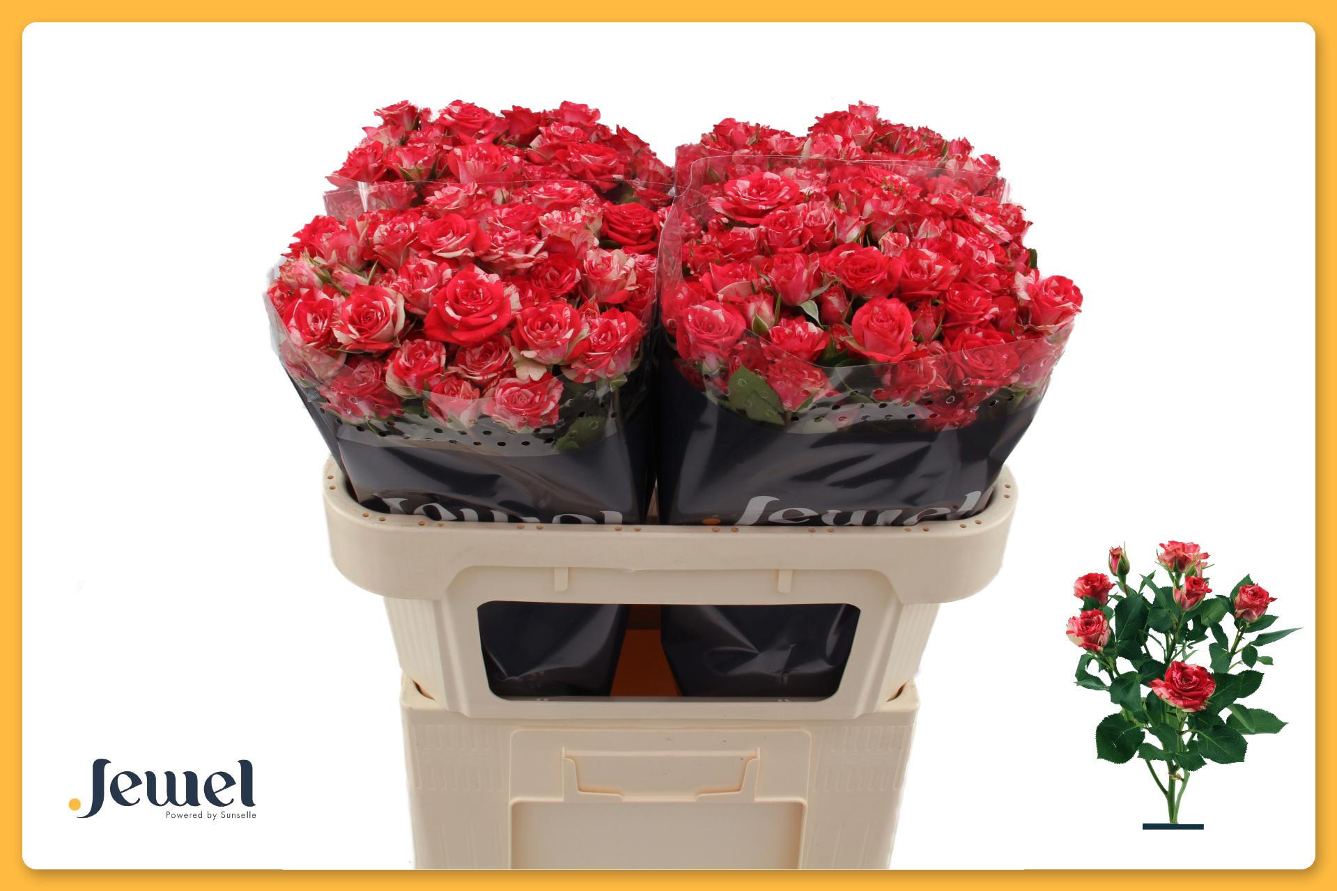 Rosa Spr Fireworks 70cm