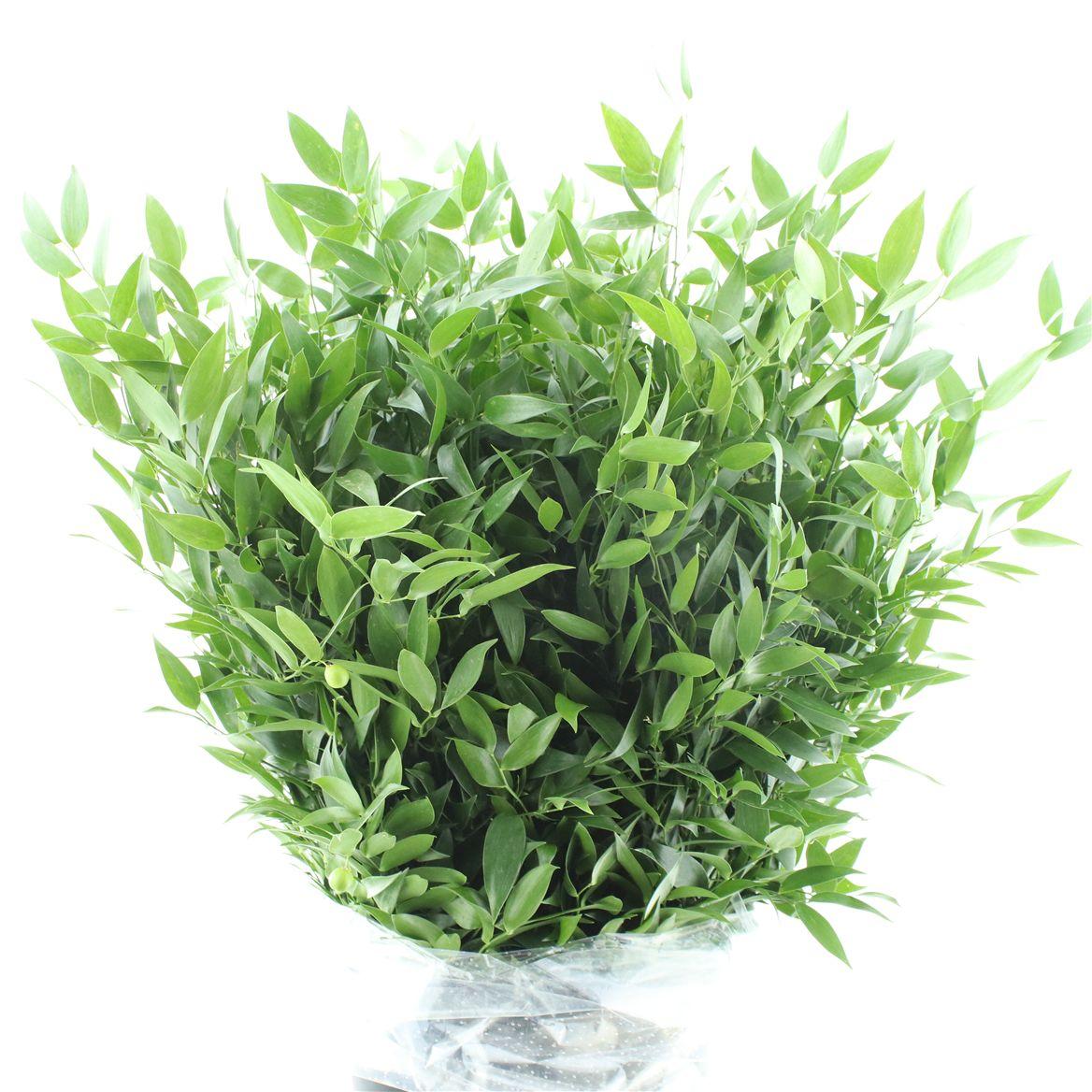 Ruscus Soft Short 200gram