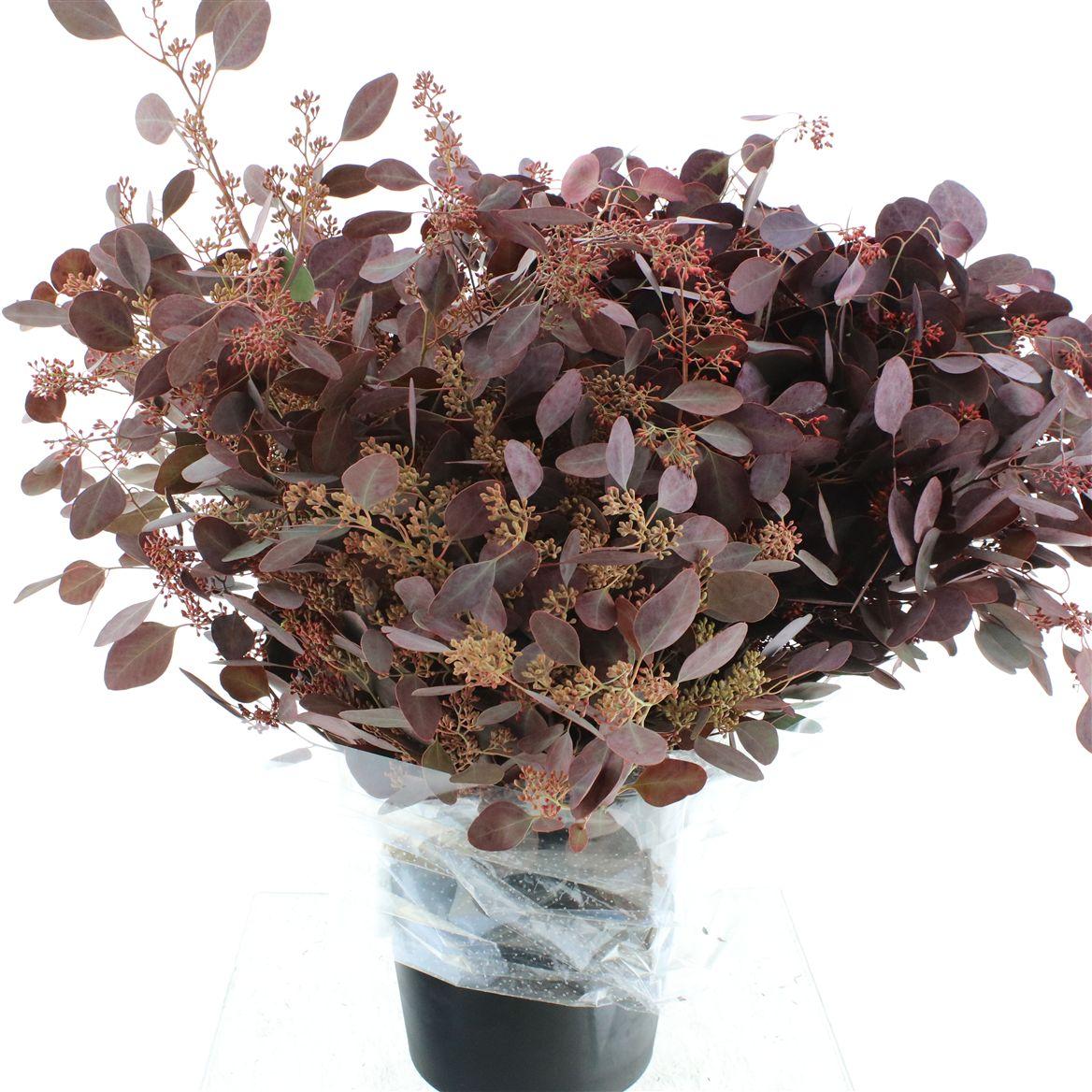 Euca Populus Berries Abs Red Long 300gr