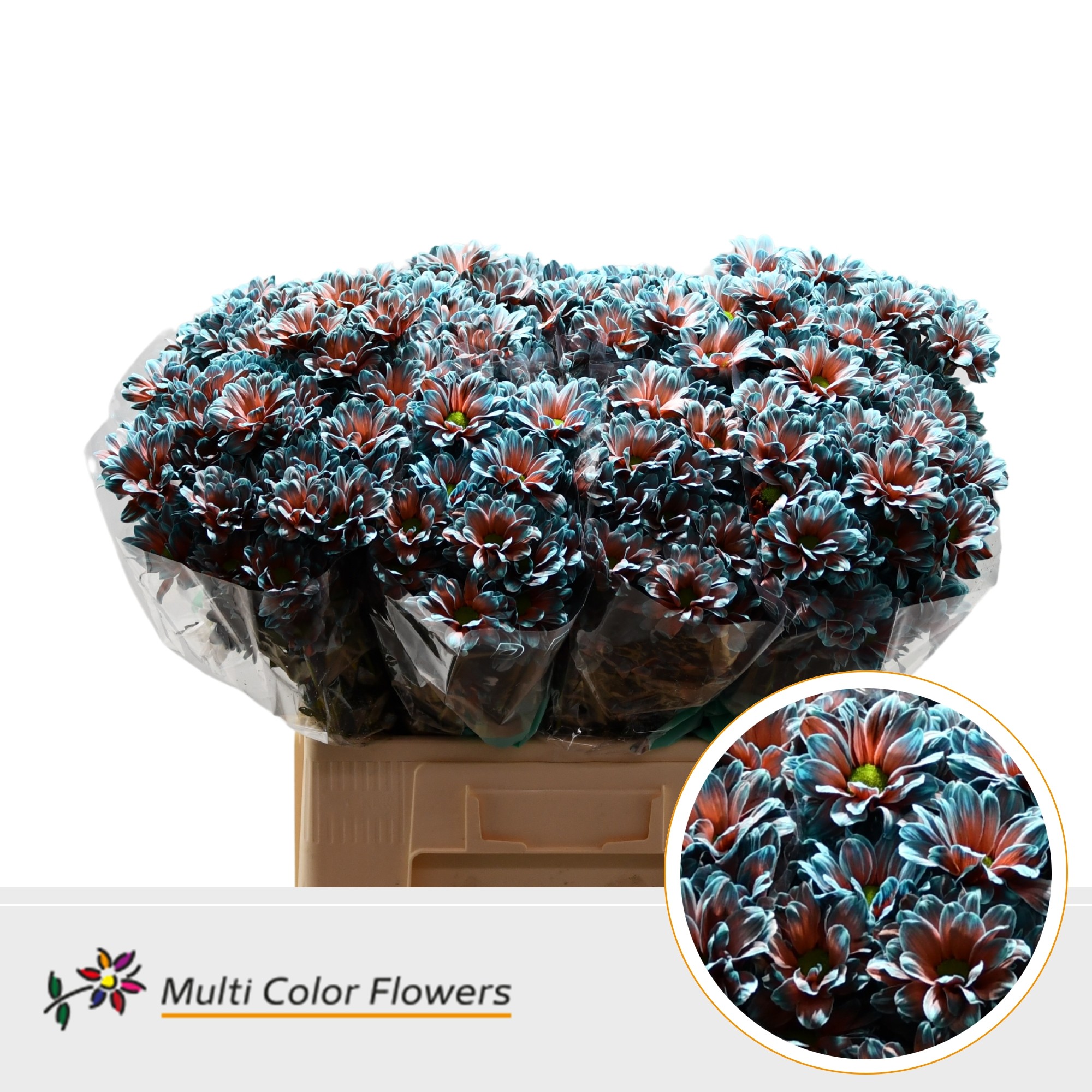 Chrysanth Spray Painted Kennedy Terra Blue 60cm