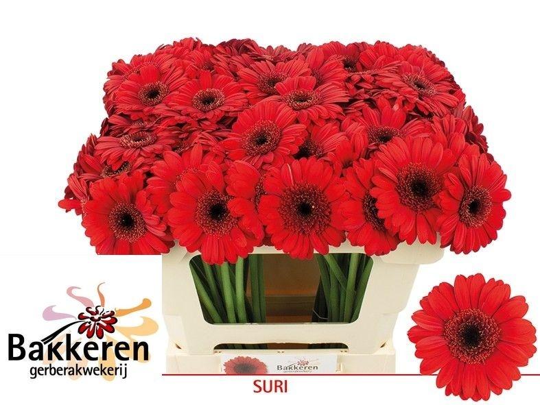 Ge Mi Suri