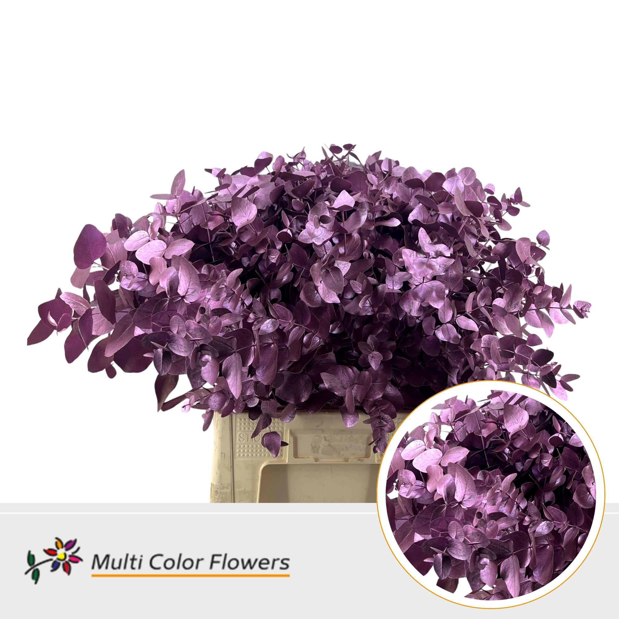 Eucalyptus Cinerea Metallic Roze