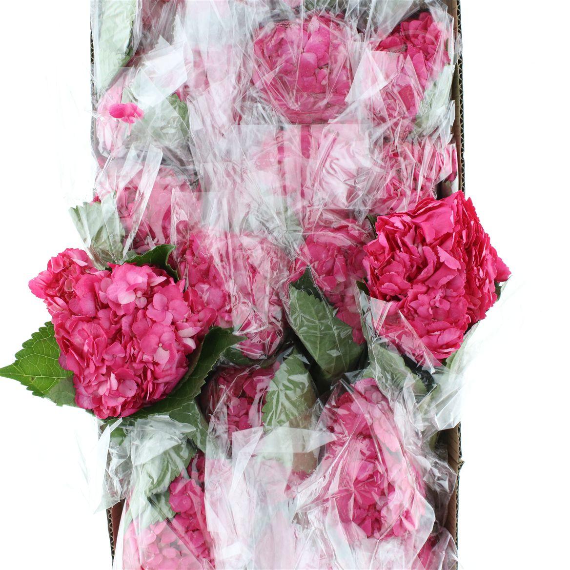 Hydr M Hot Pink Premium