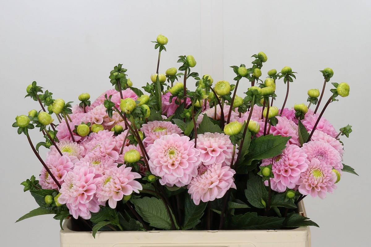 Dahlia Wizard Of Oz