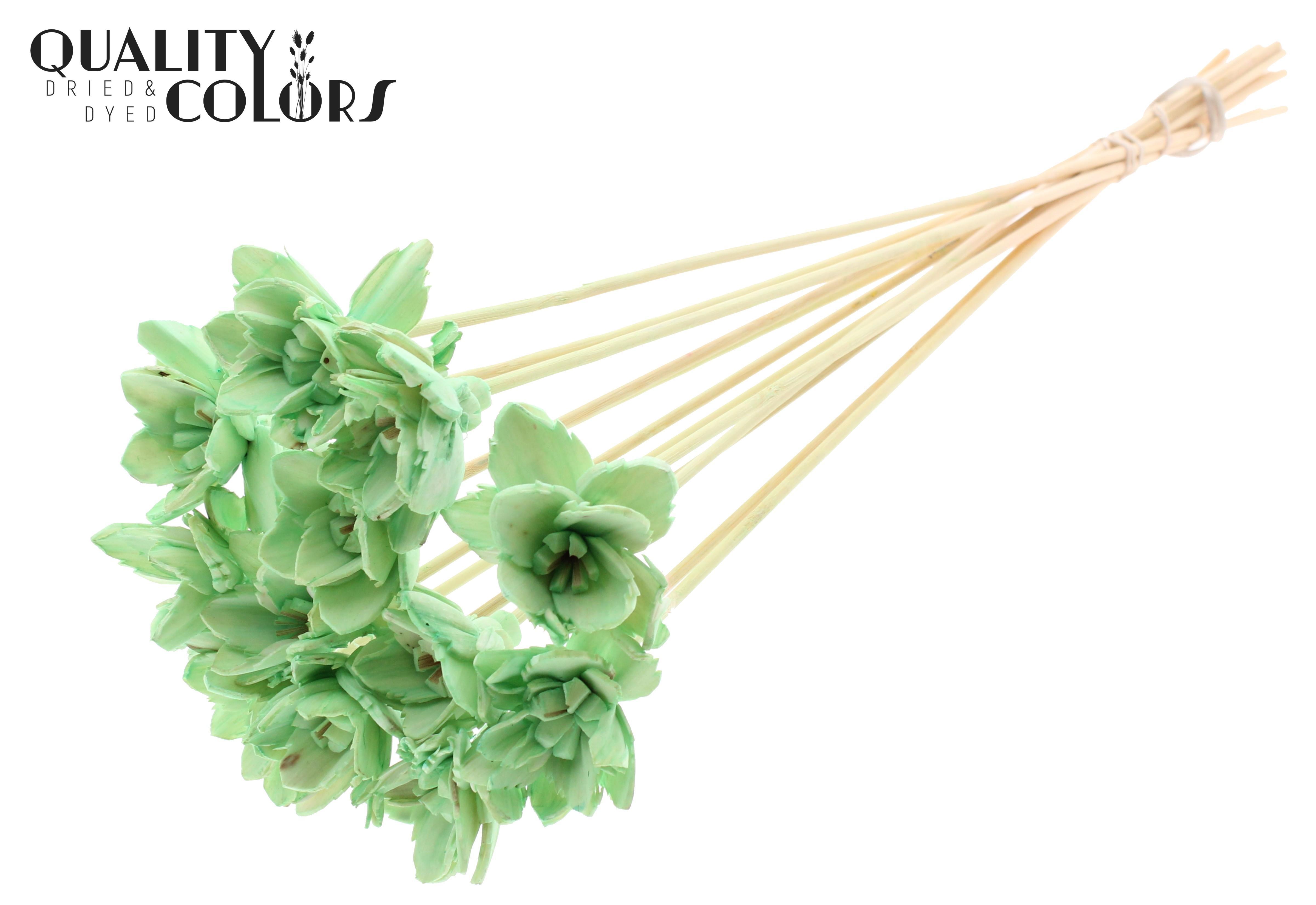 Shola Queen Mint 50cm