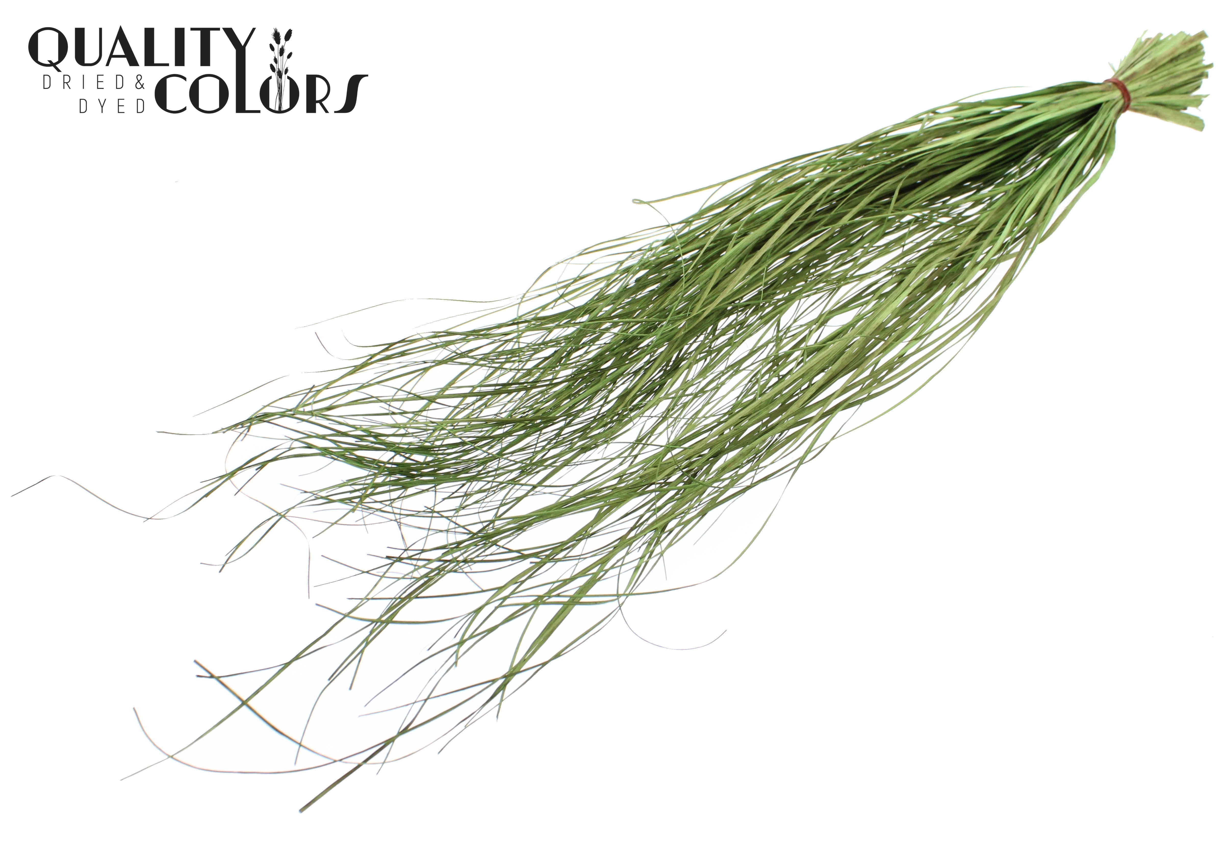 Xerophyllum Beargrass Light Green Per Bunch 60cm