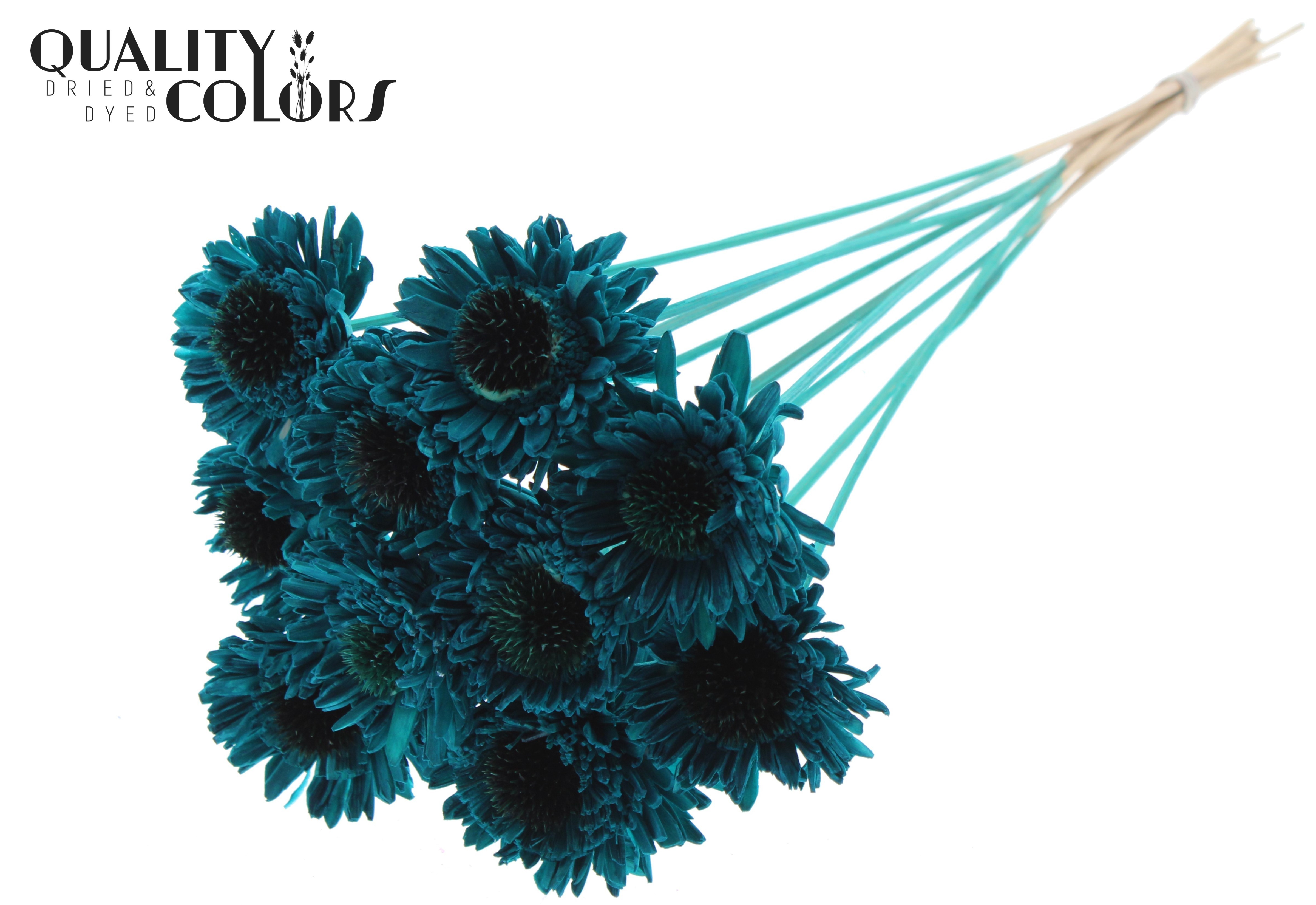 Shola Daisy Sunflower Turquoise 50cm