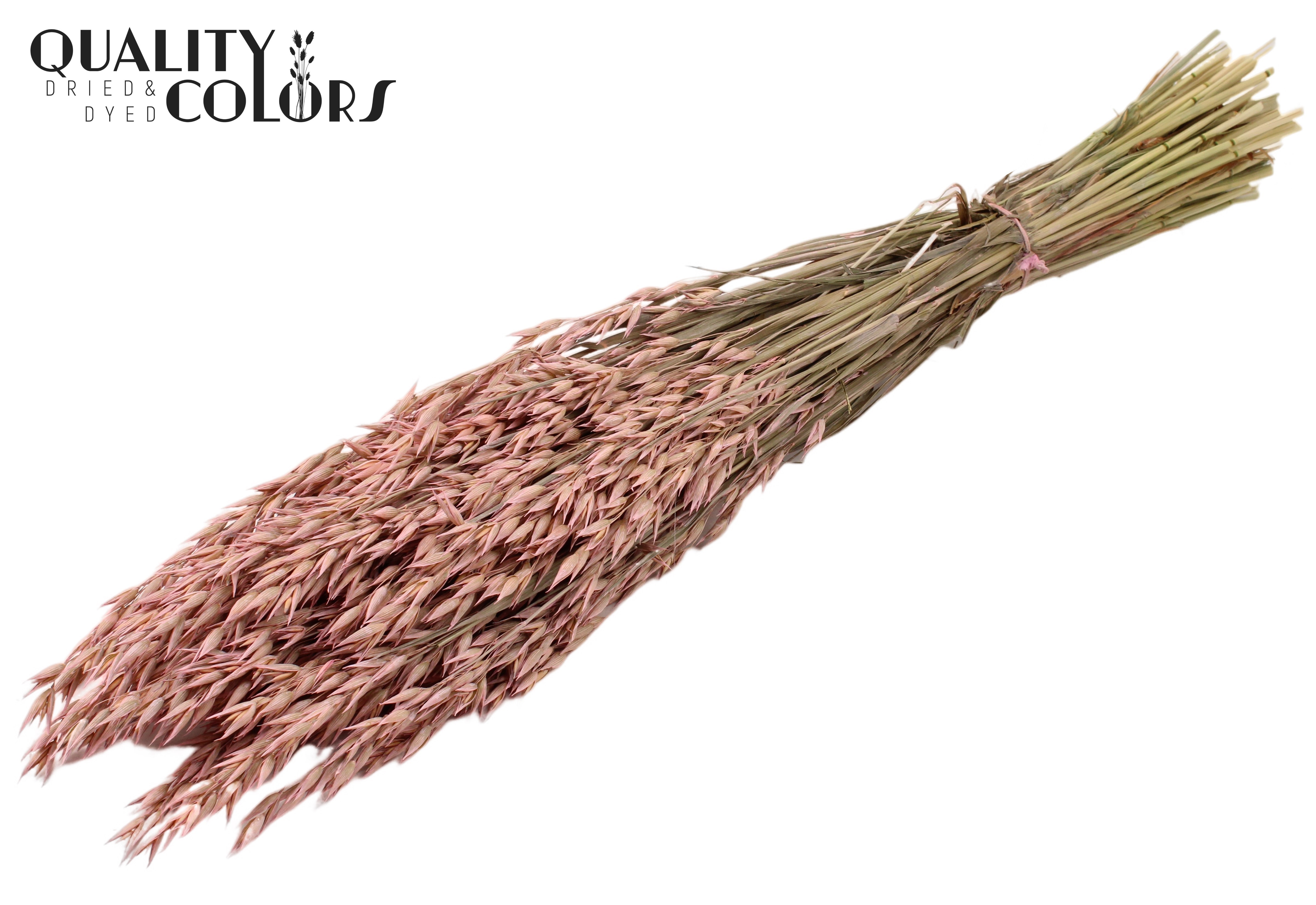 Avena Frosted Pink Per Bunch 60cm