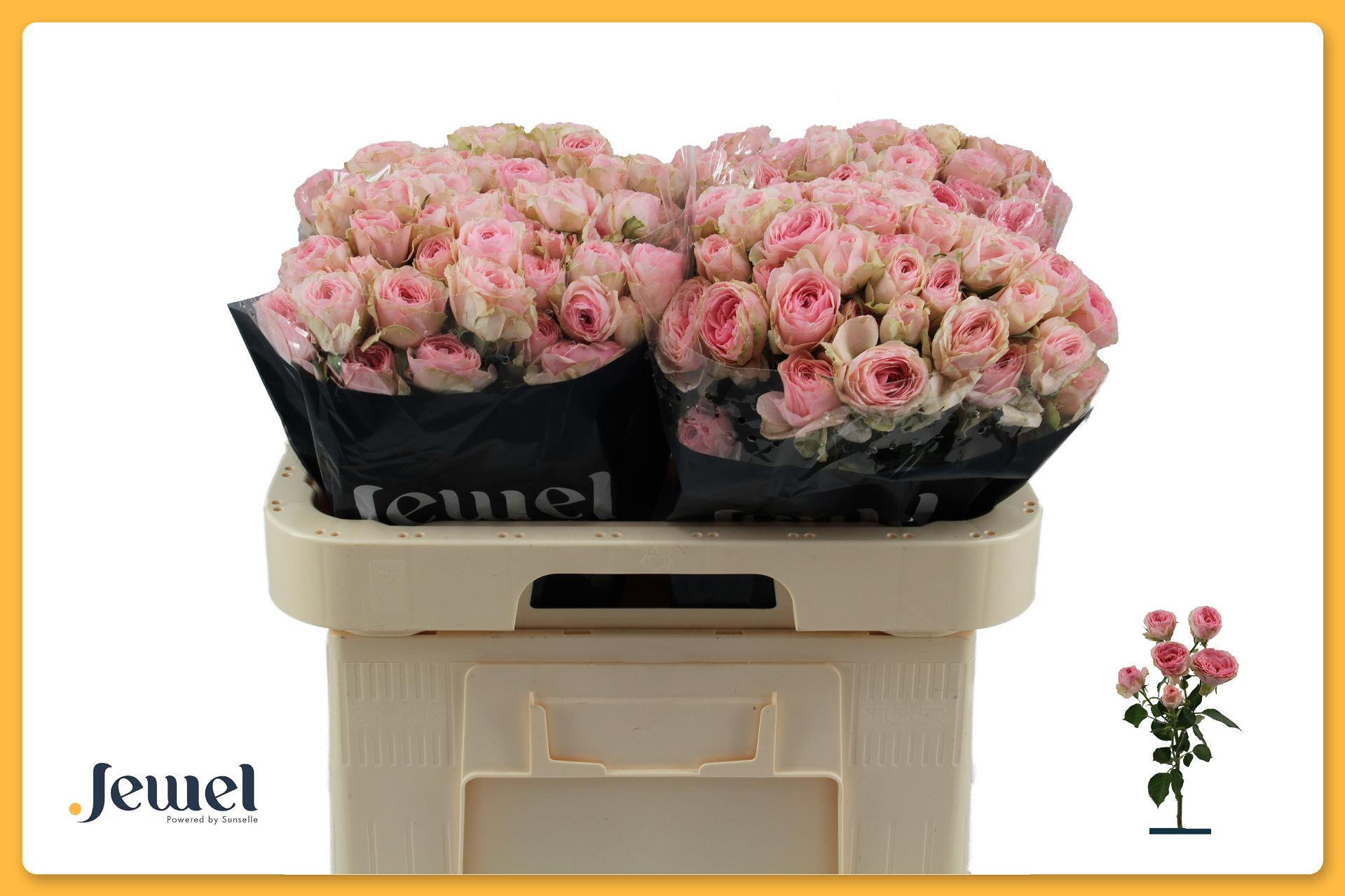 Rosa Spr Yvette 60cm