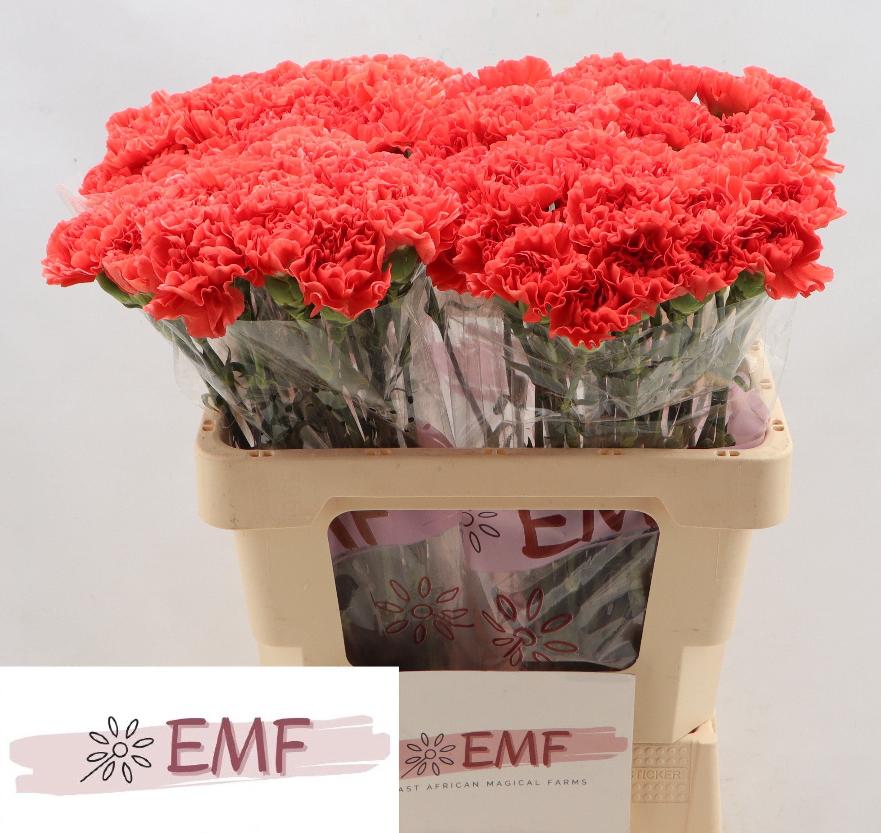 Dianthus Single Caroline 55cm